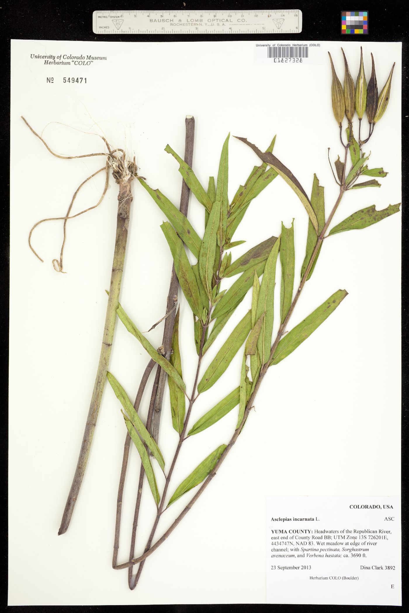 Asclepias incarnata image
