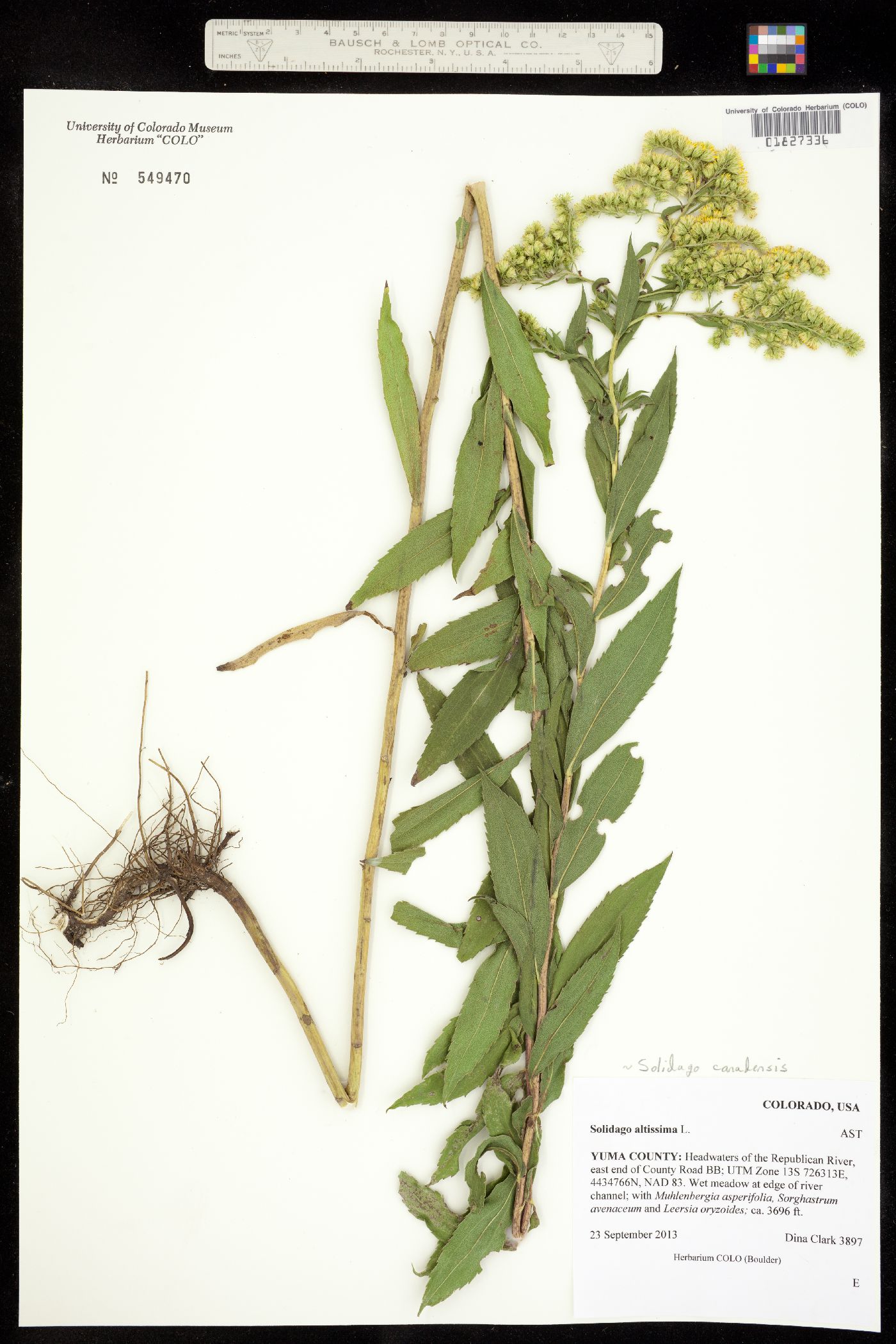 Solidago canadensis image