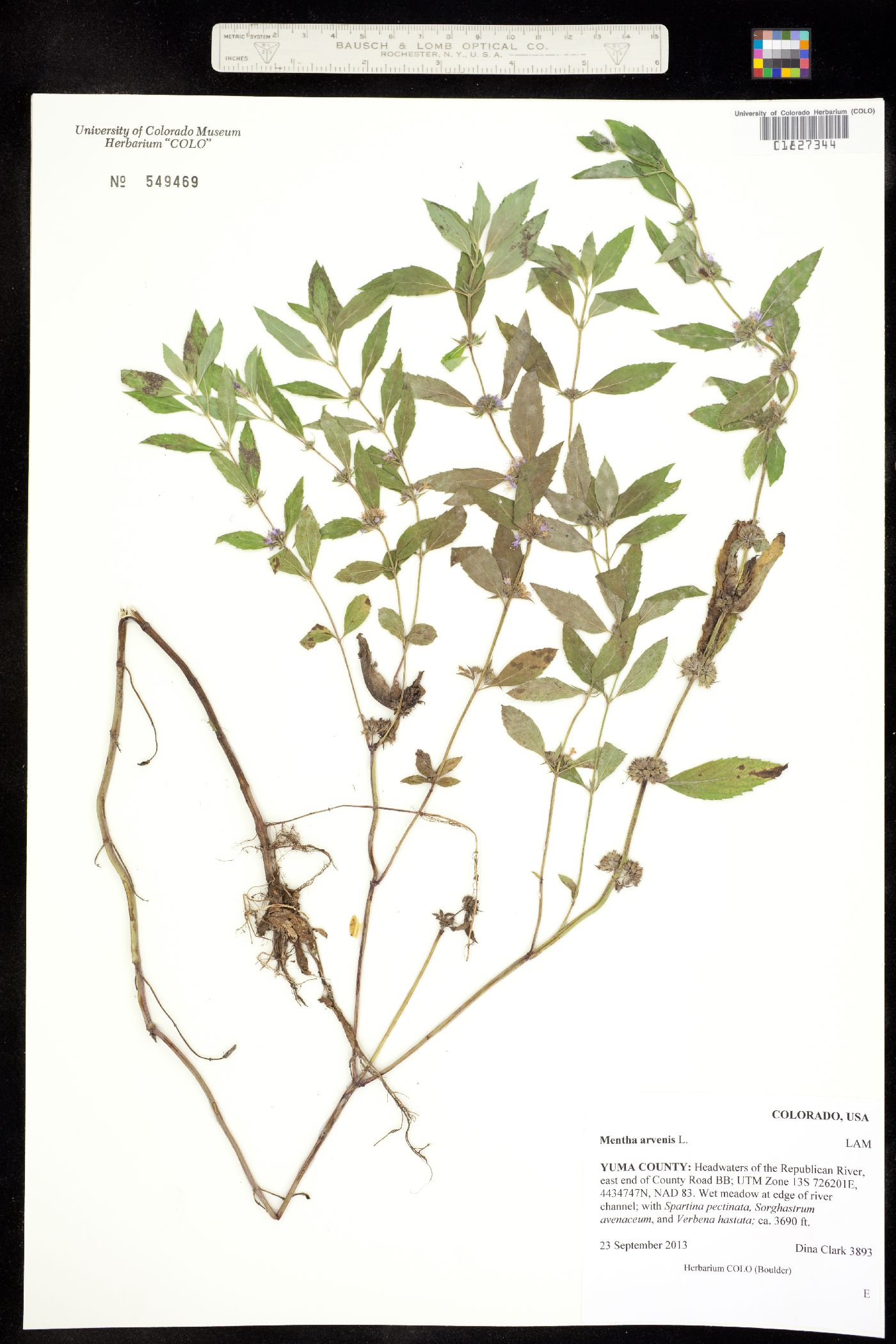 Mentha arvensis image