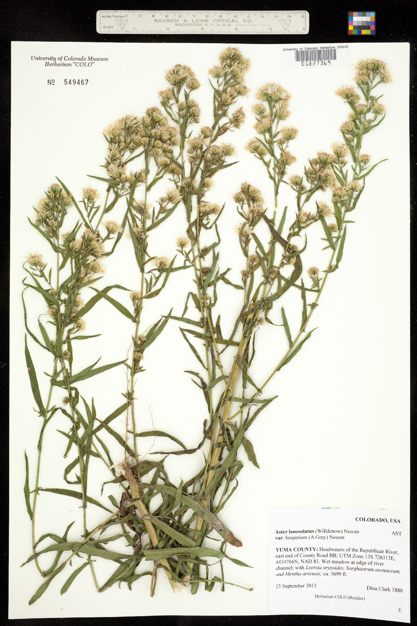 Aster lanceolatus ssp. hesperius image