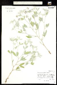 Image of Psoralidium argophyllum