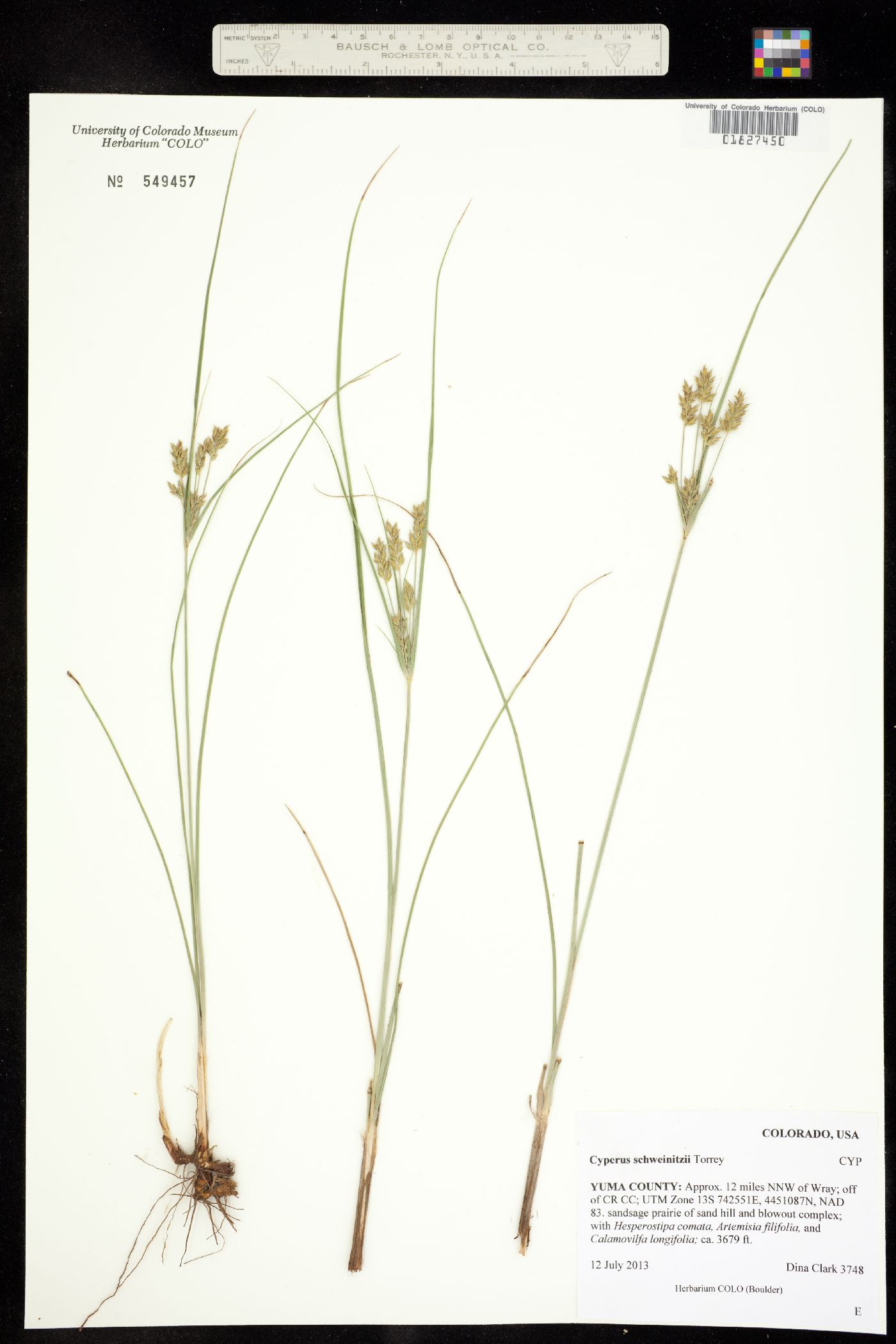 Cyperus schweinitzii image