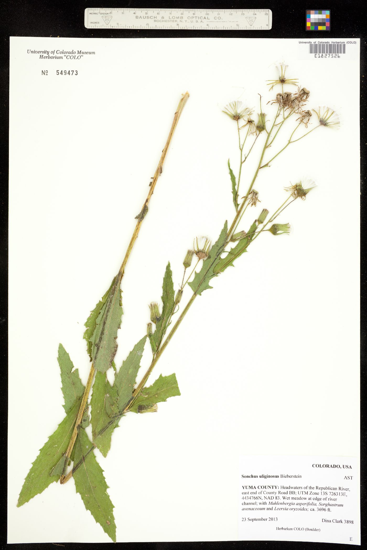 Sonchus arvensis image