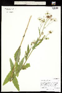 Sonchus arvensis ssp. uliginosus image