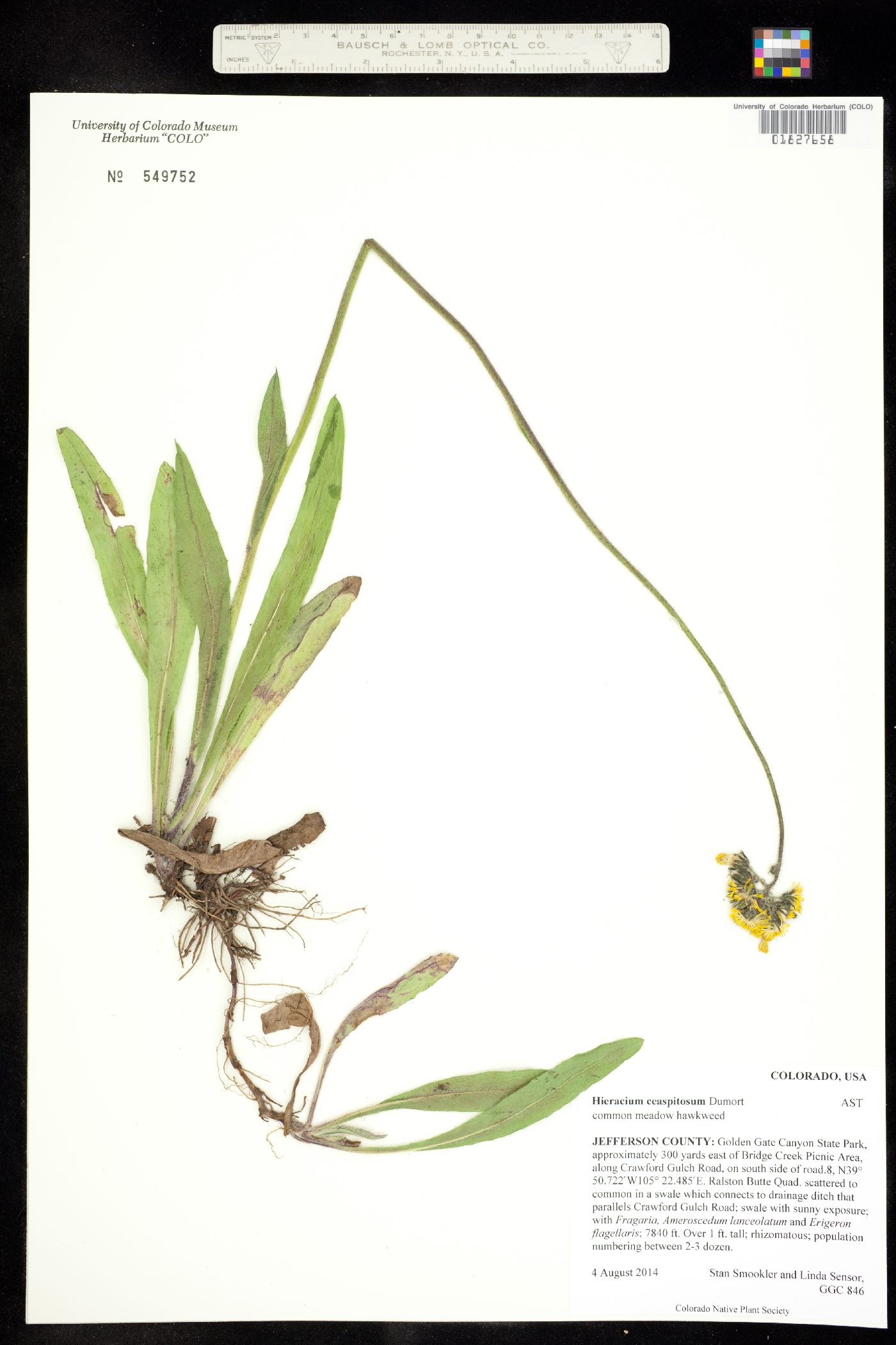 Hieracium caespitosum image