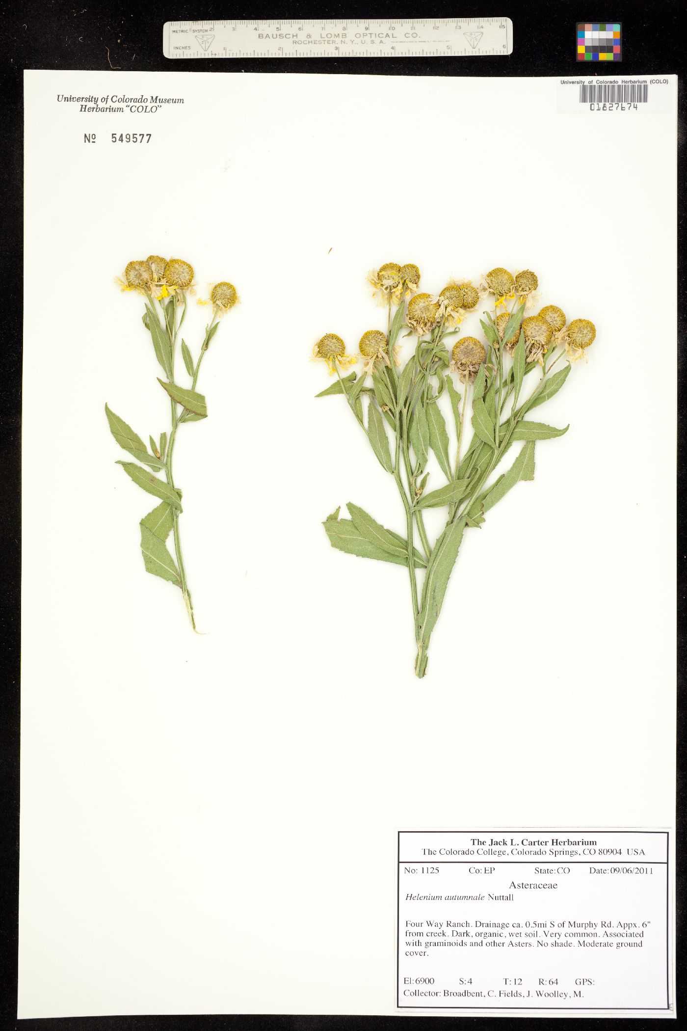 Helenium autumnale image