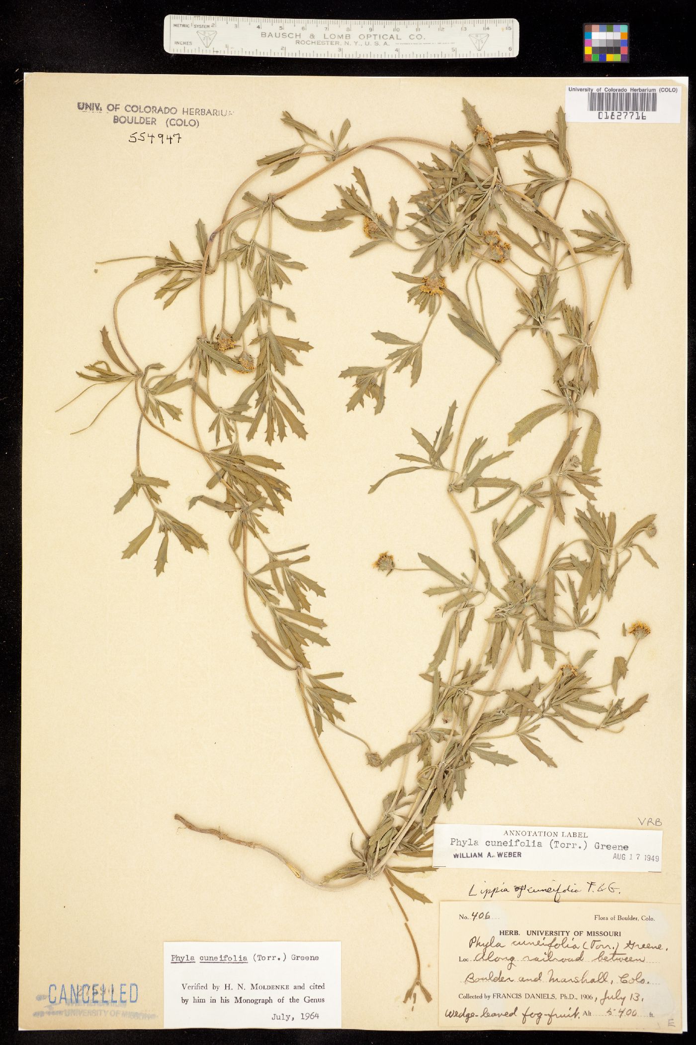 Phyla cuneifolia image