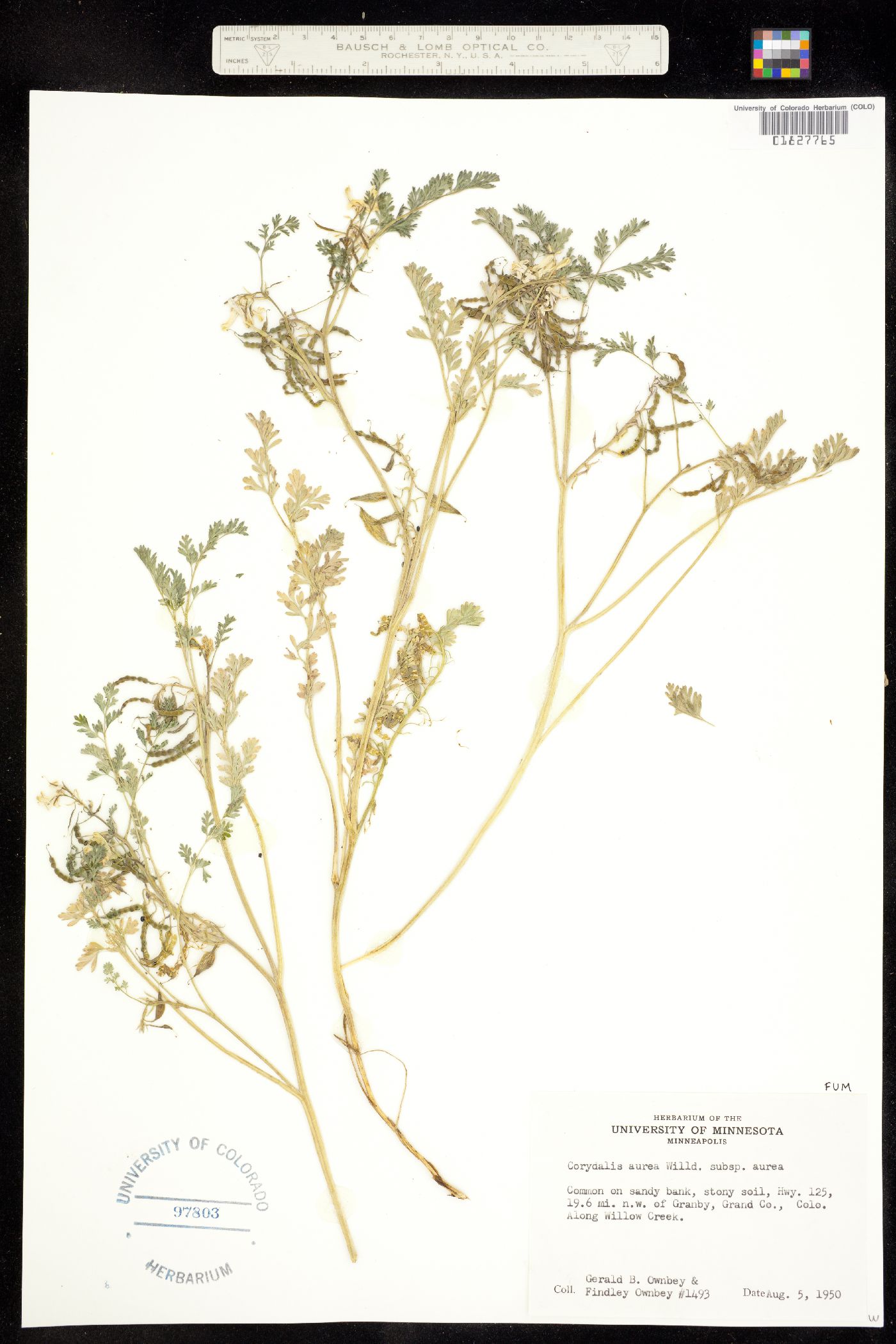 Corydalis aurea ssp. aurea image
