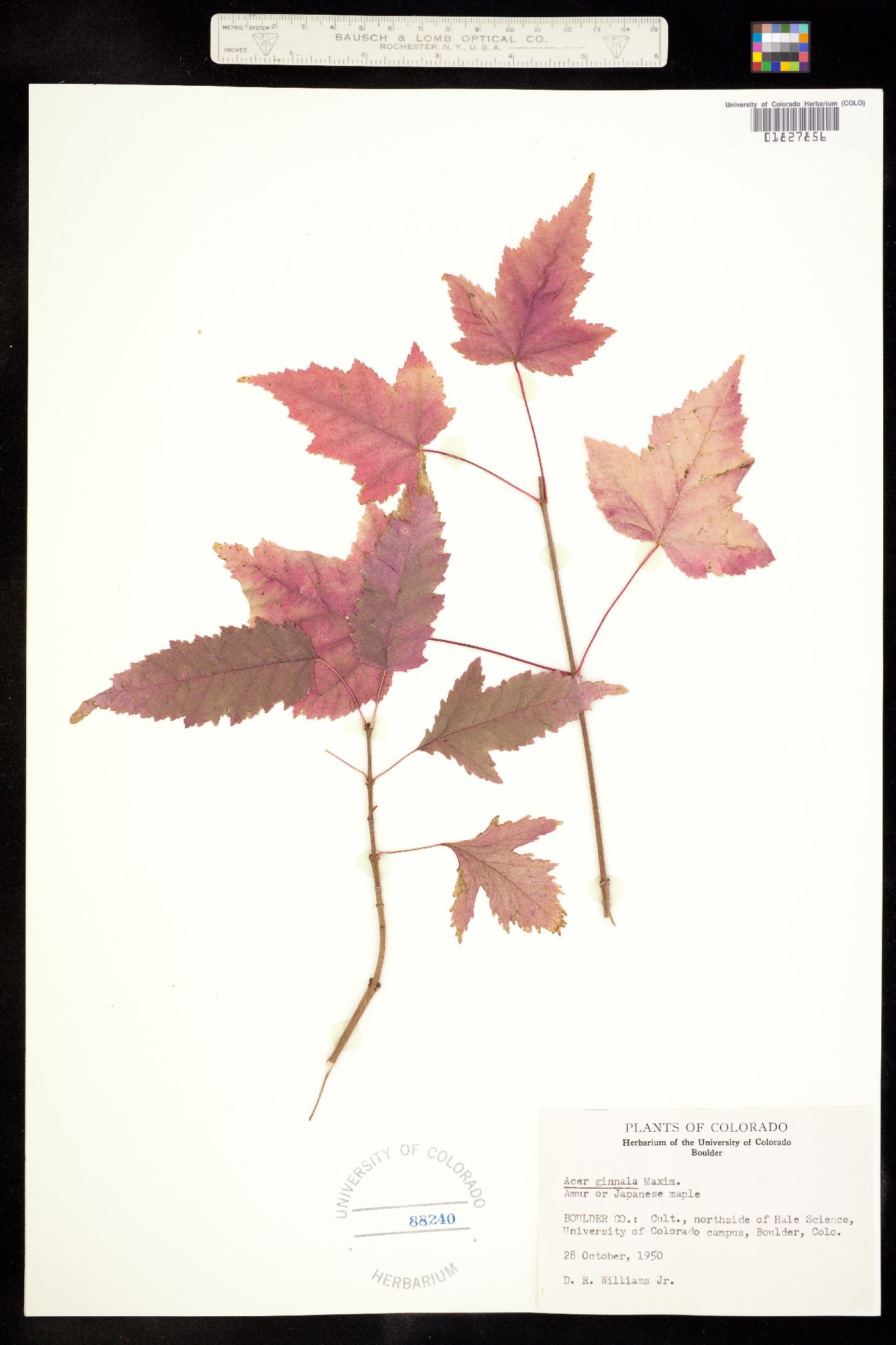 Acer ginnala image