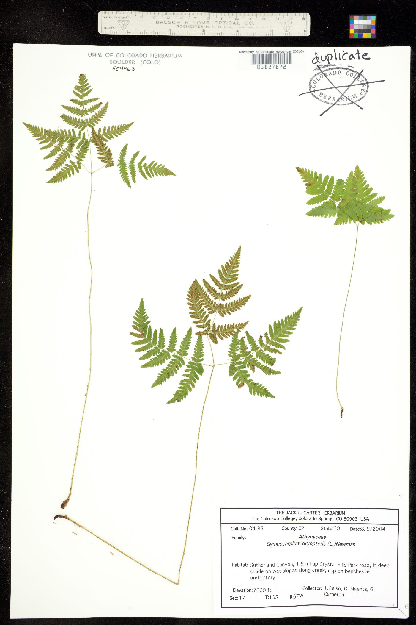 Gymnocarpium dryopteris image