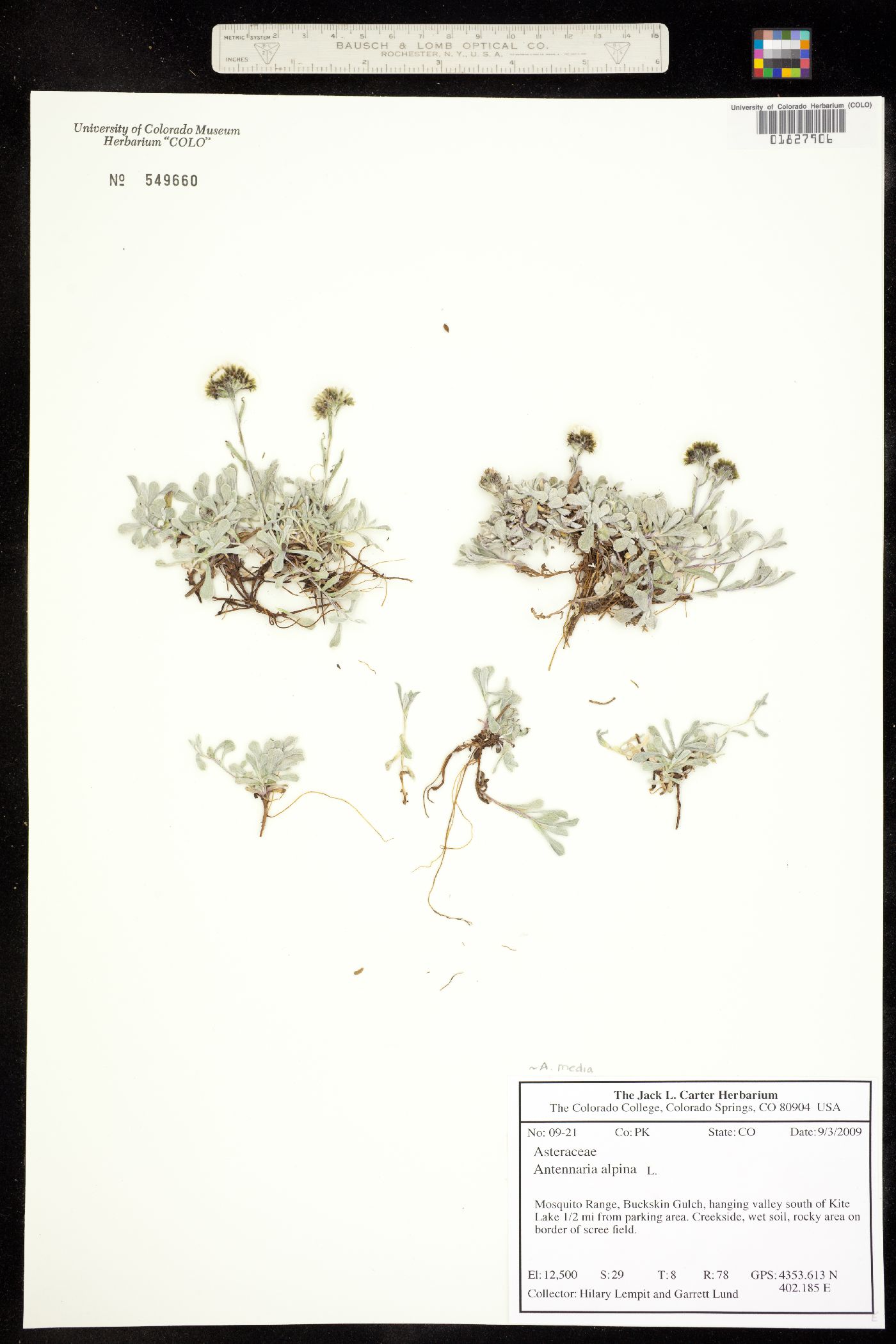 Antennaria alpina image