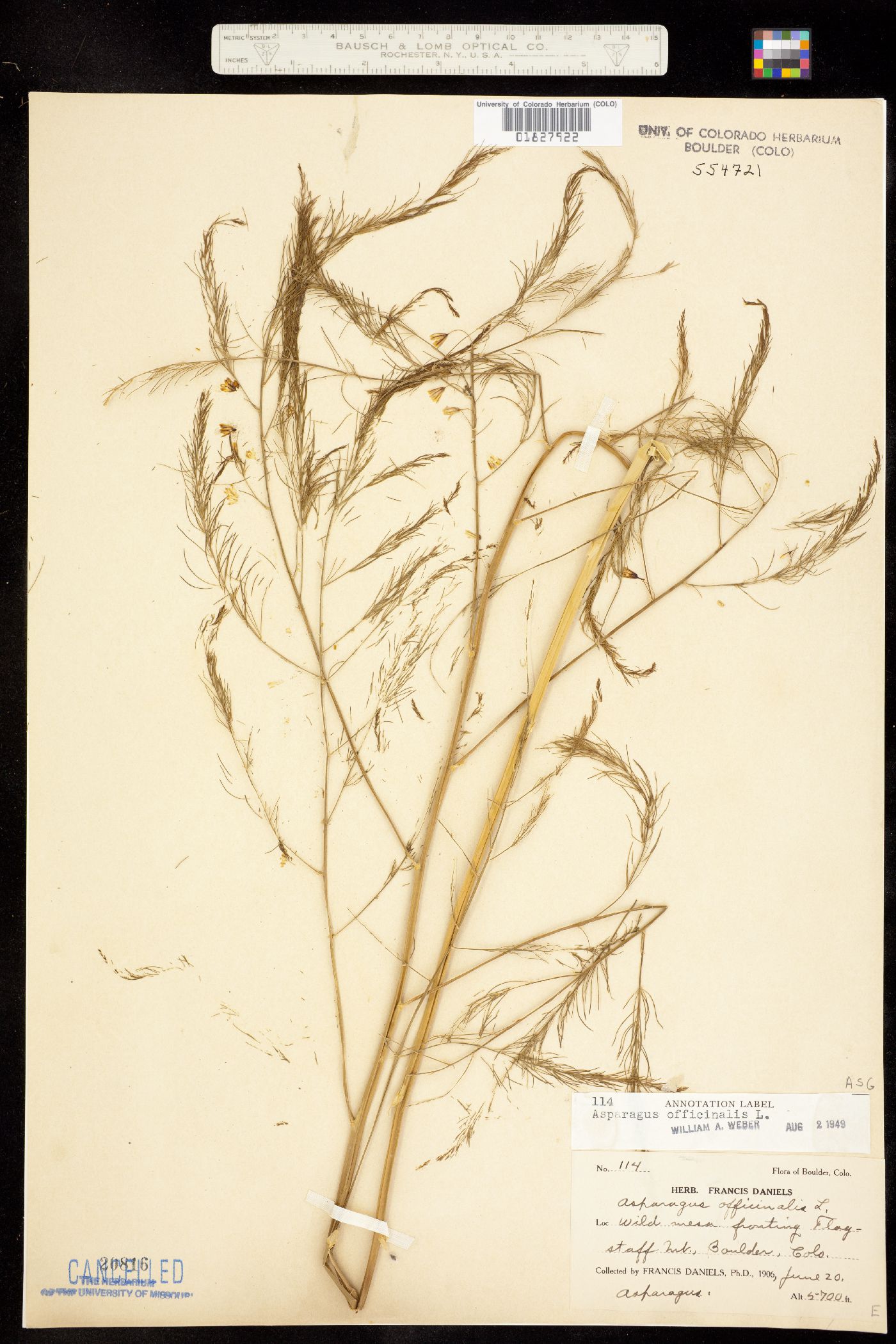 Asparagus officinalis image