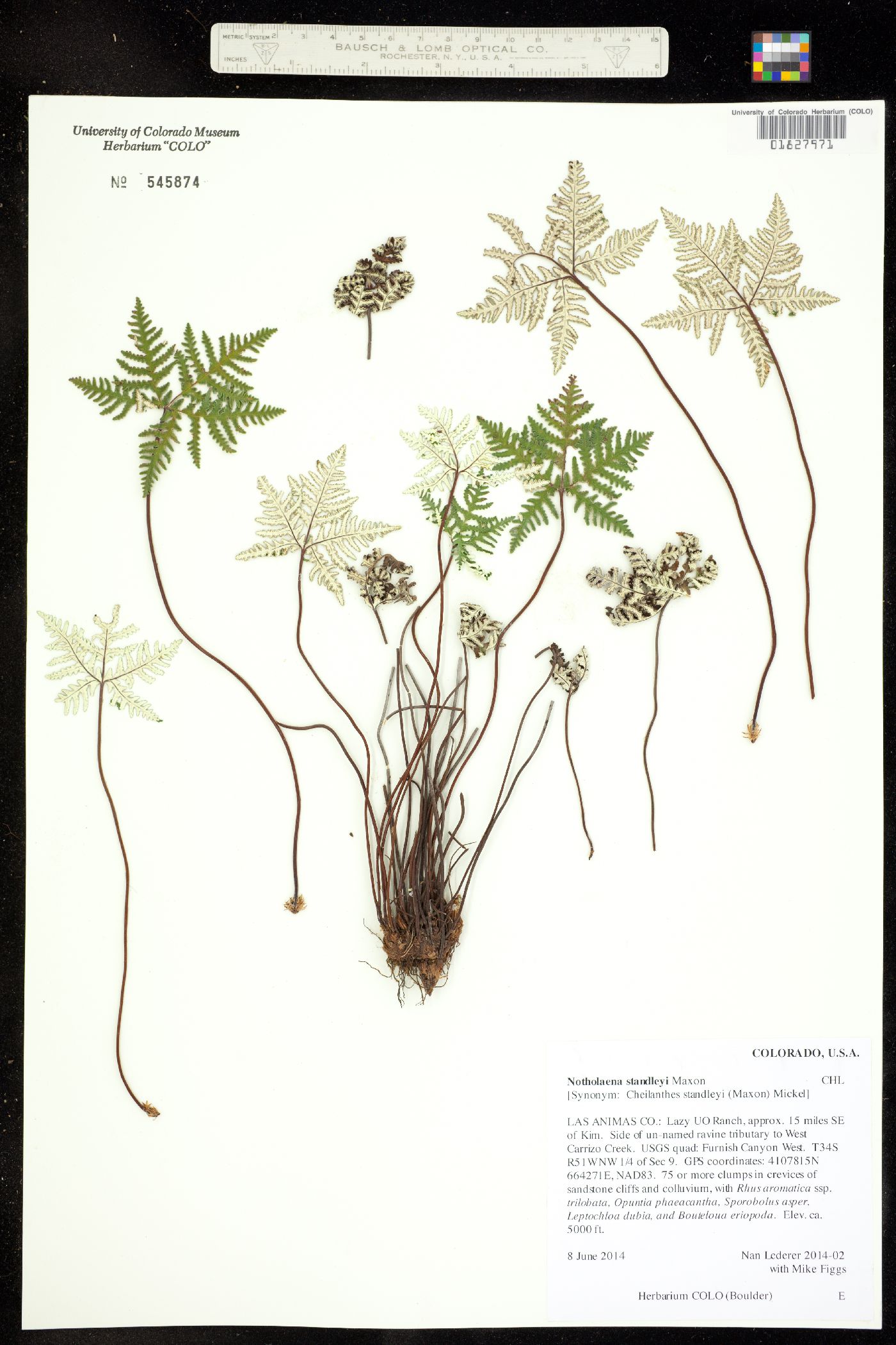 Notholaena standleyi image