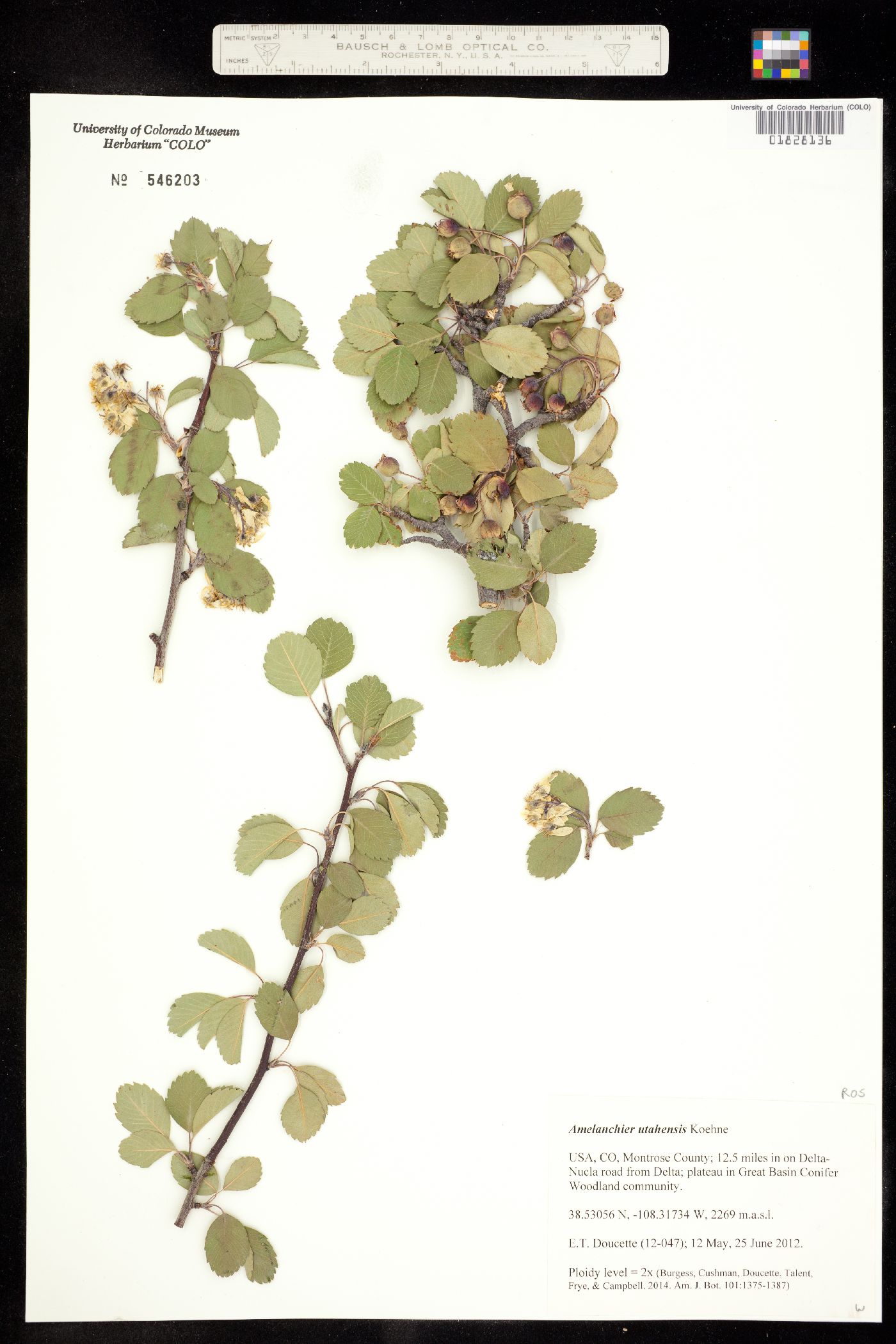 Amelanchier utahensis image