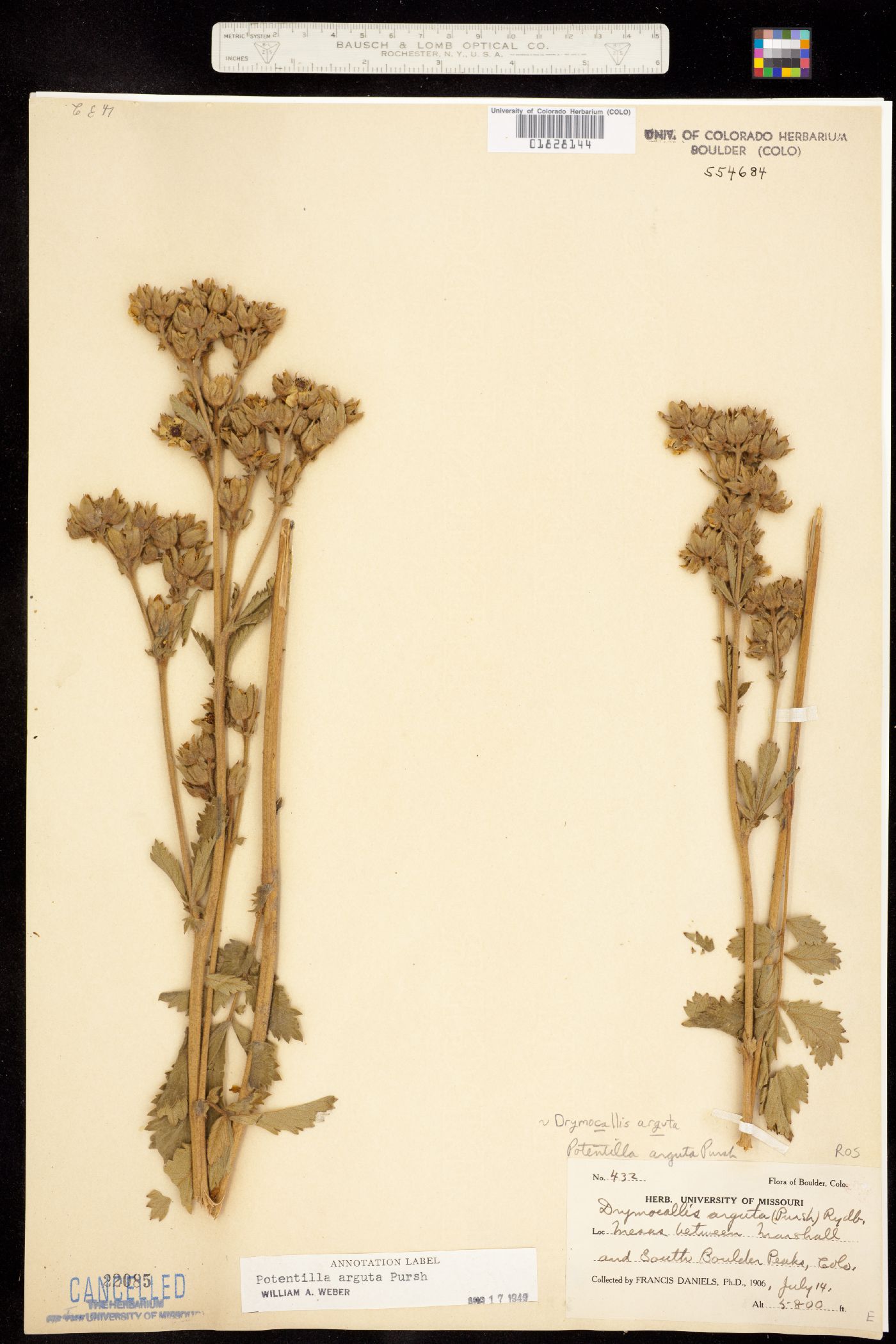 Drymocallis arguta image