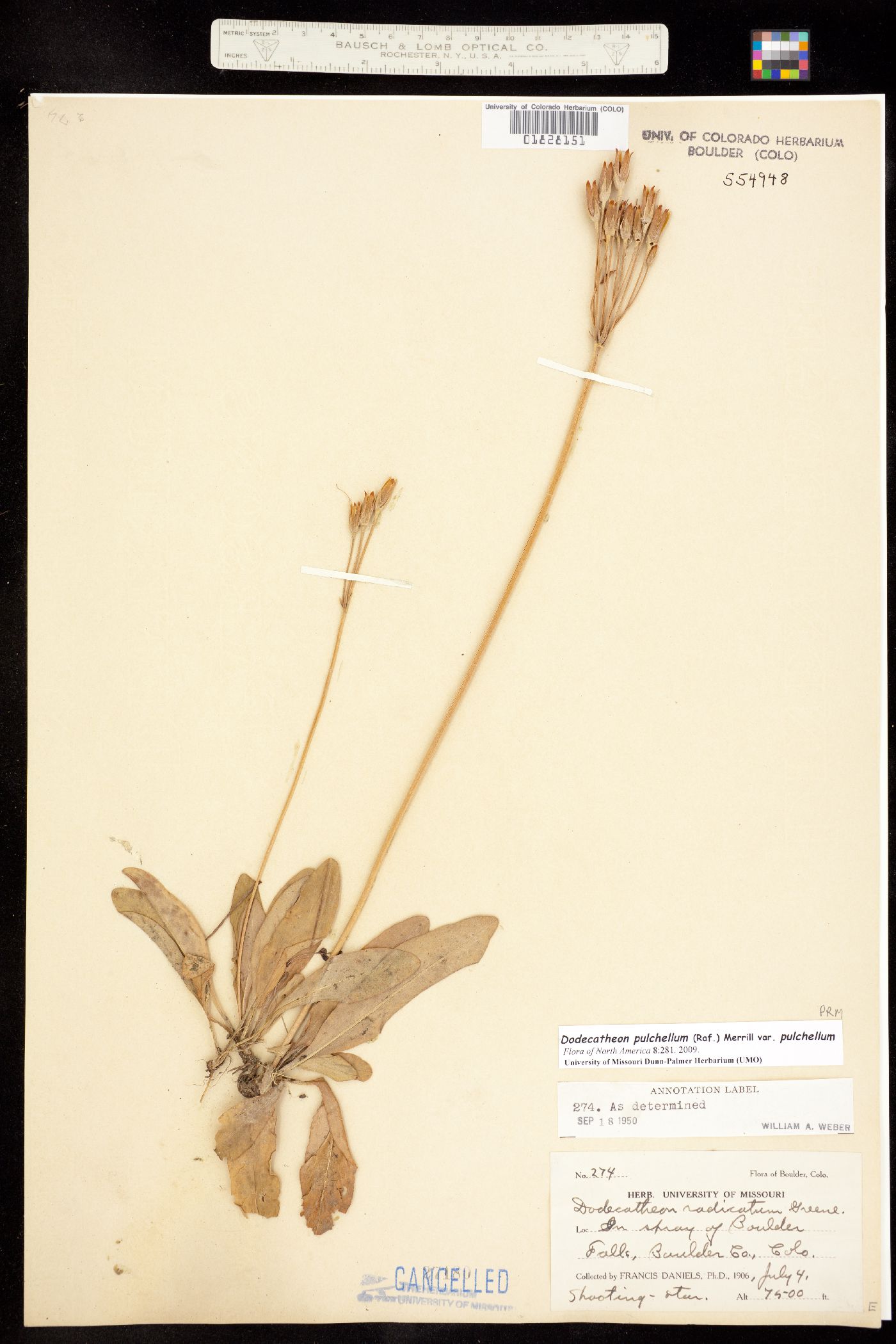 Primula pauciflora var. pauciflora image