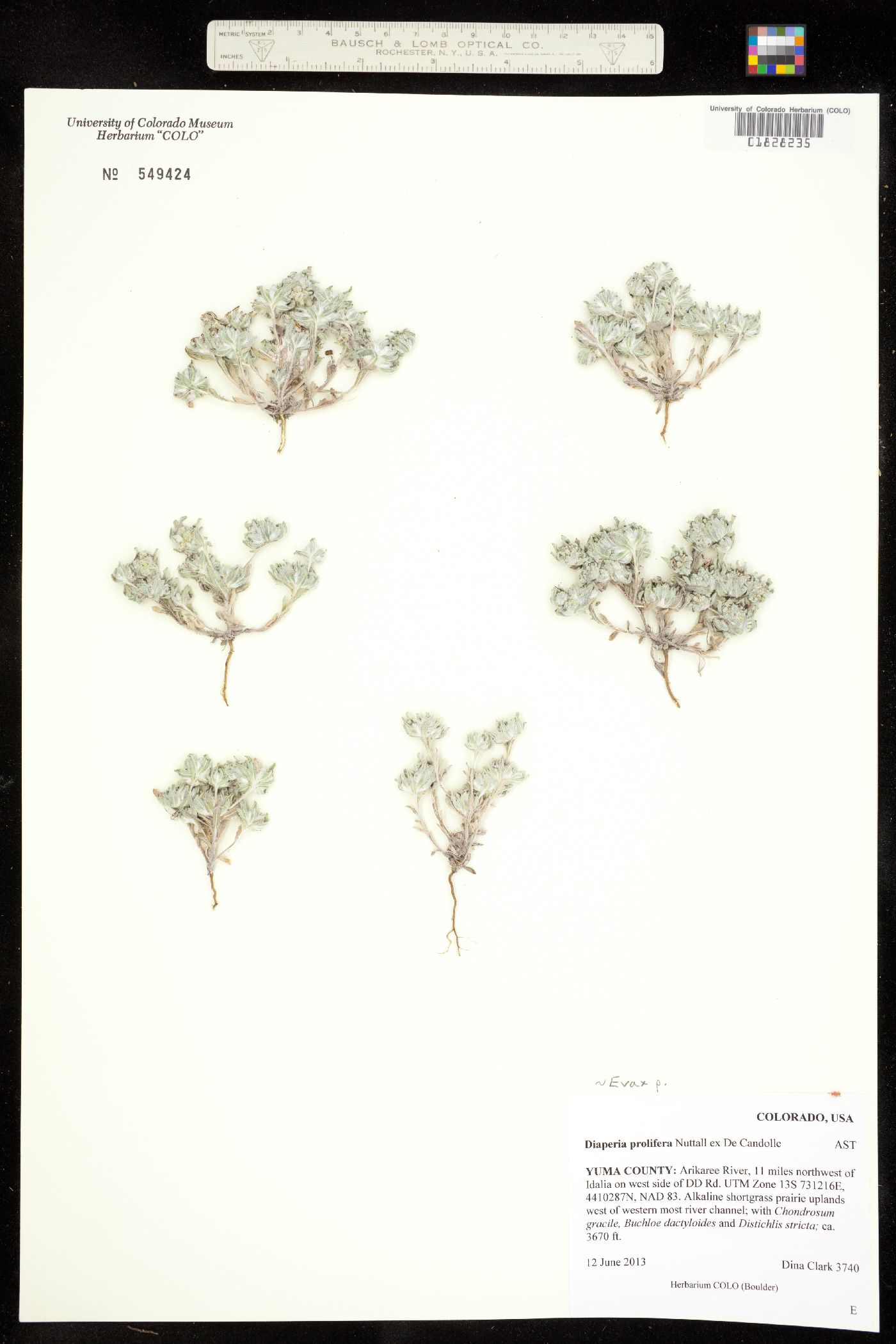 Evax prolifera image