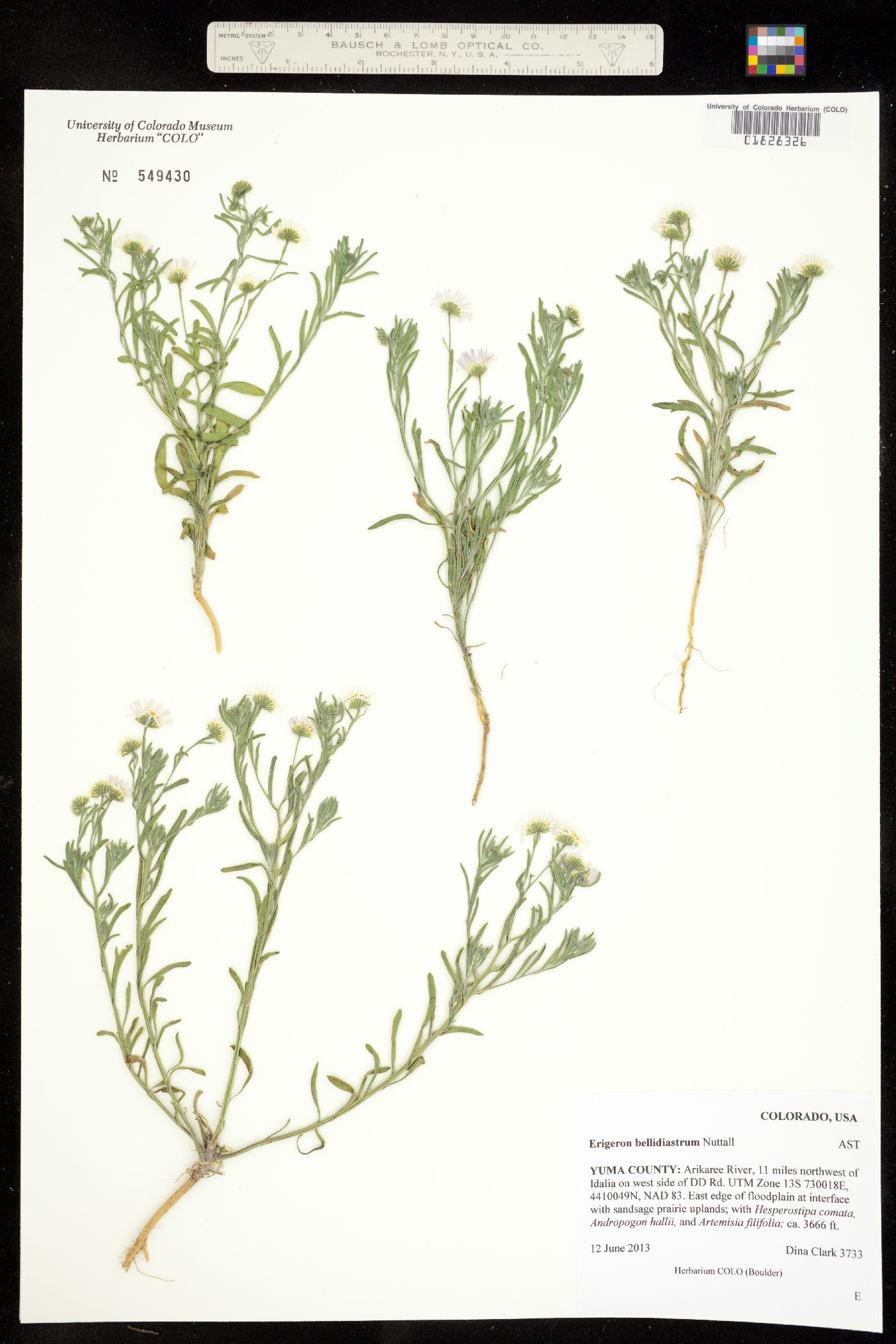 Erigeron bellidiastrum image