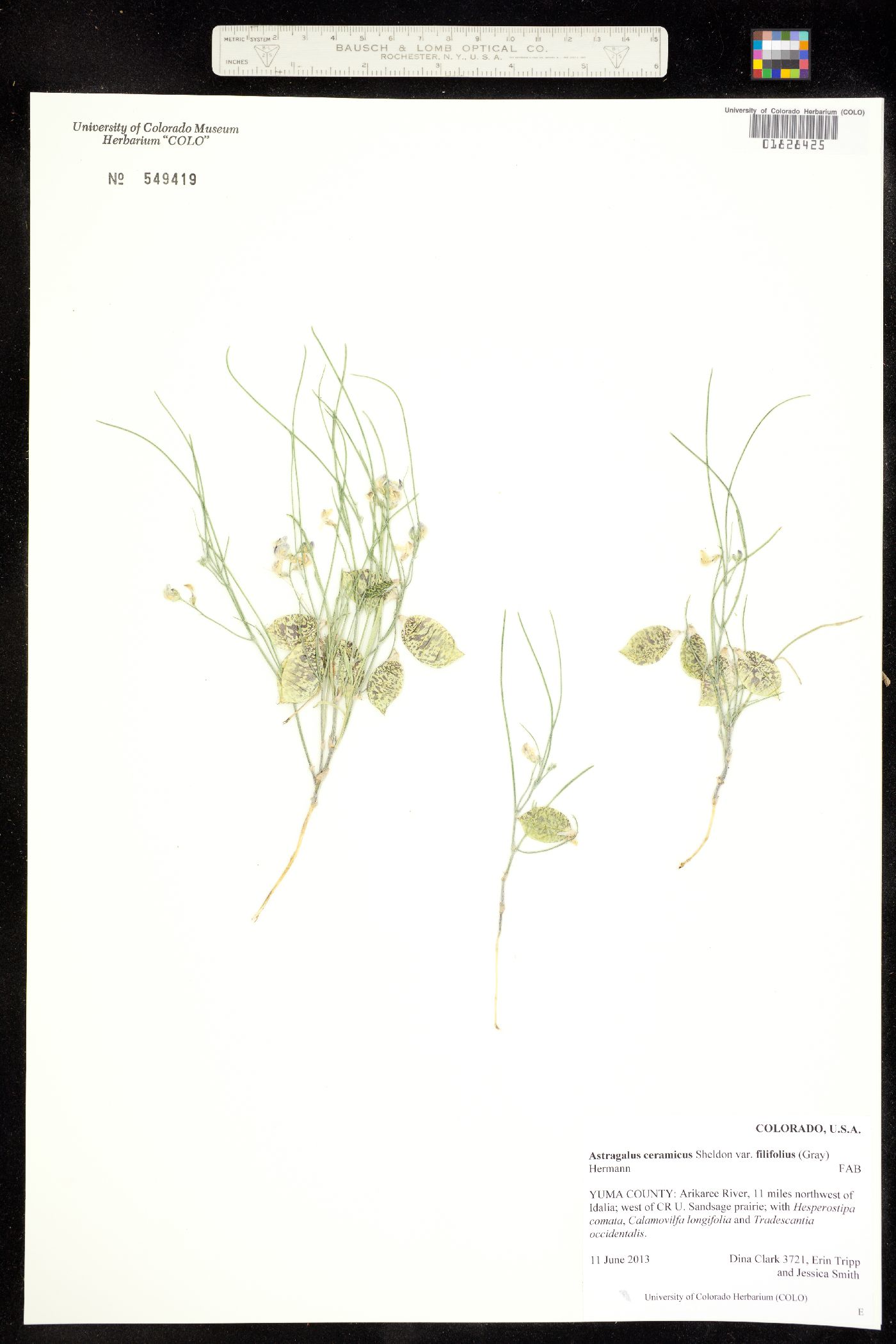 Astragalus ceramicus var. filifolius image