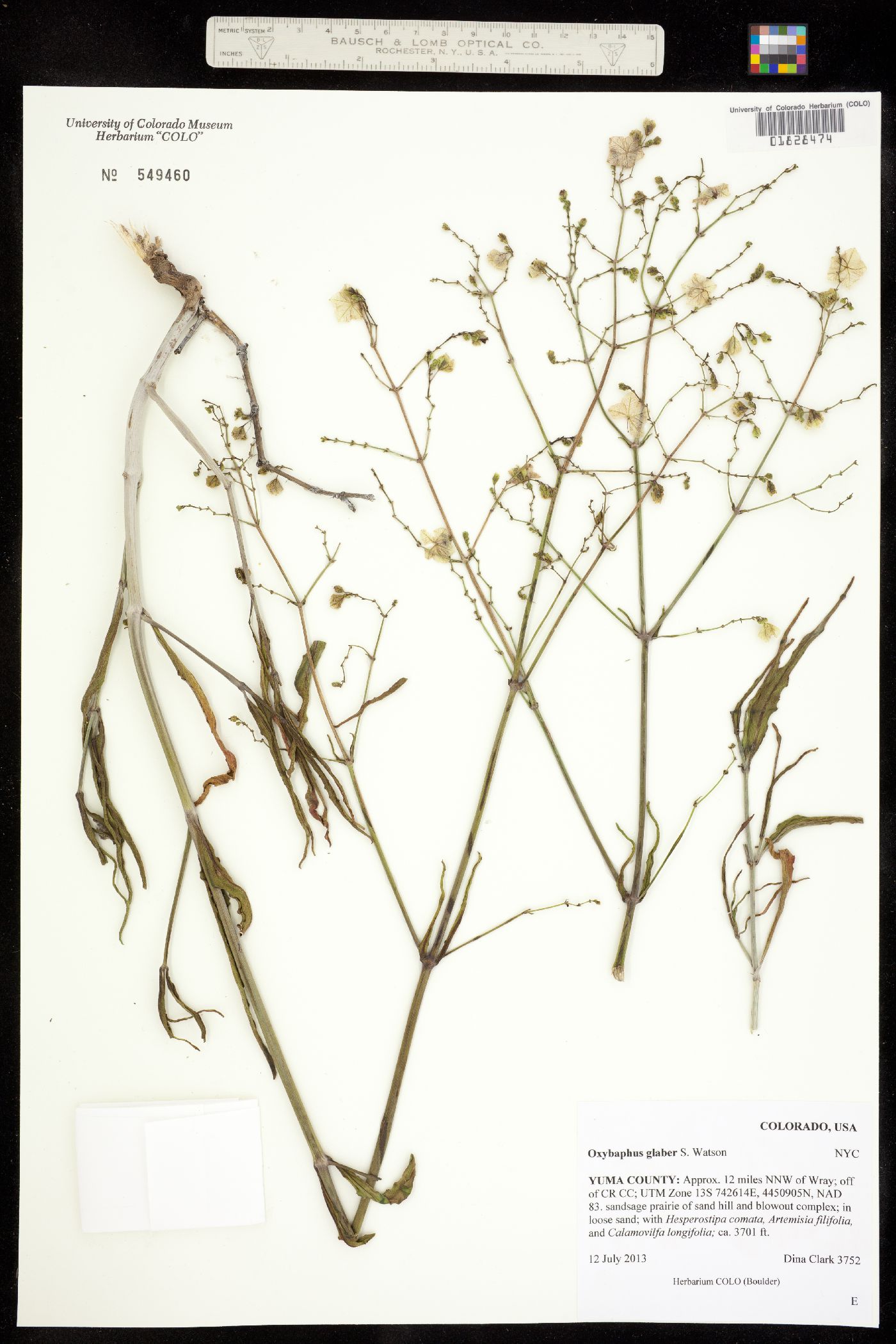 Mirabilis glabra image