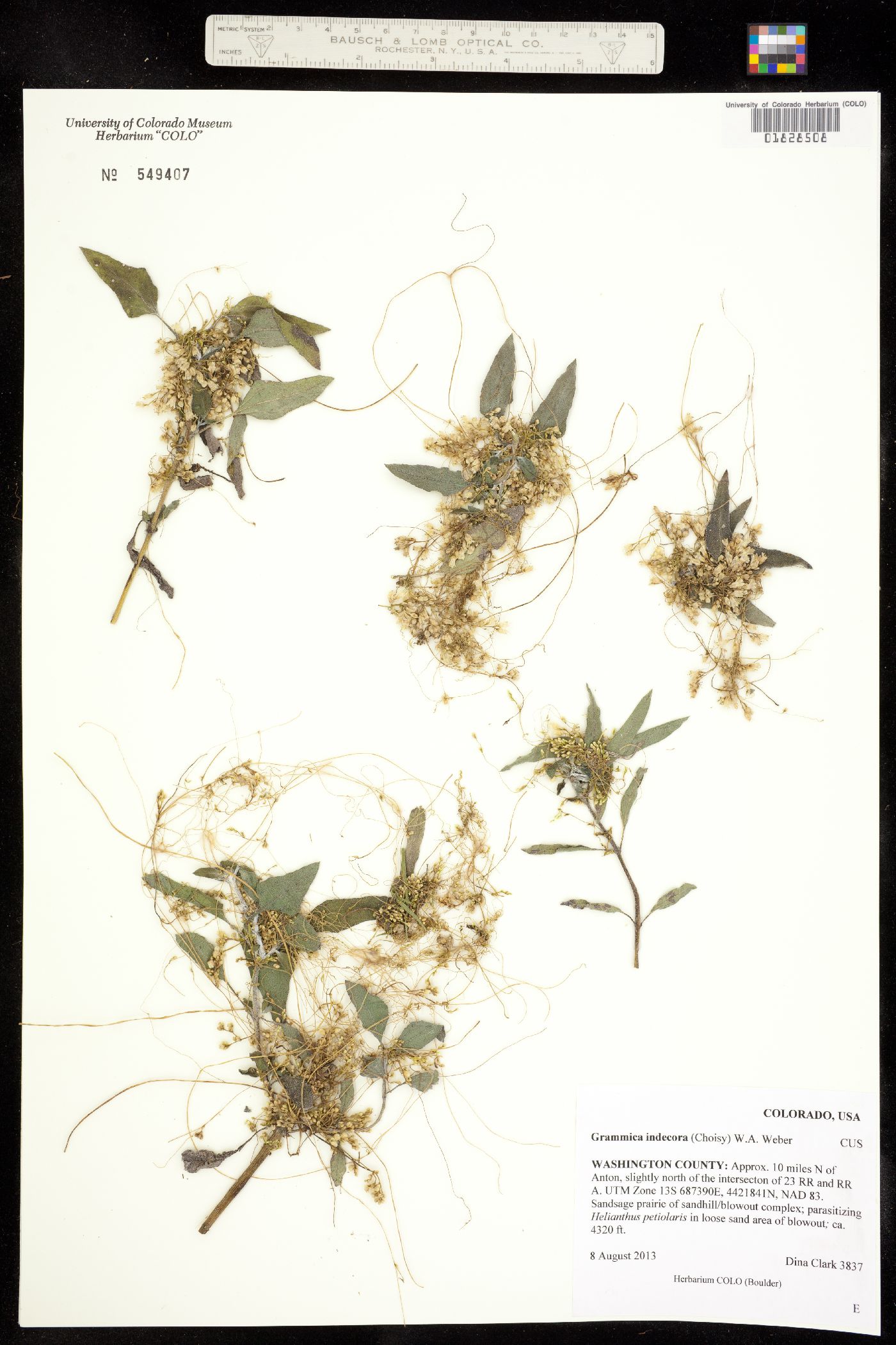 Grammica image