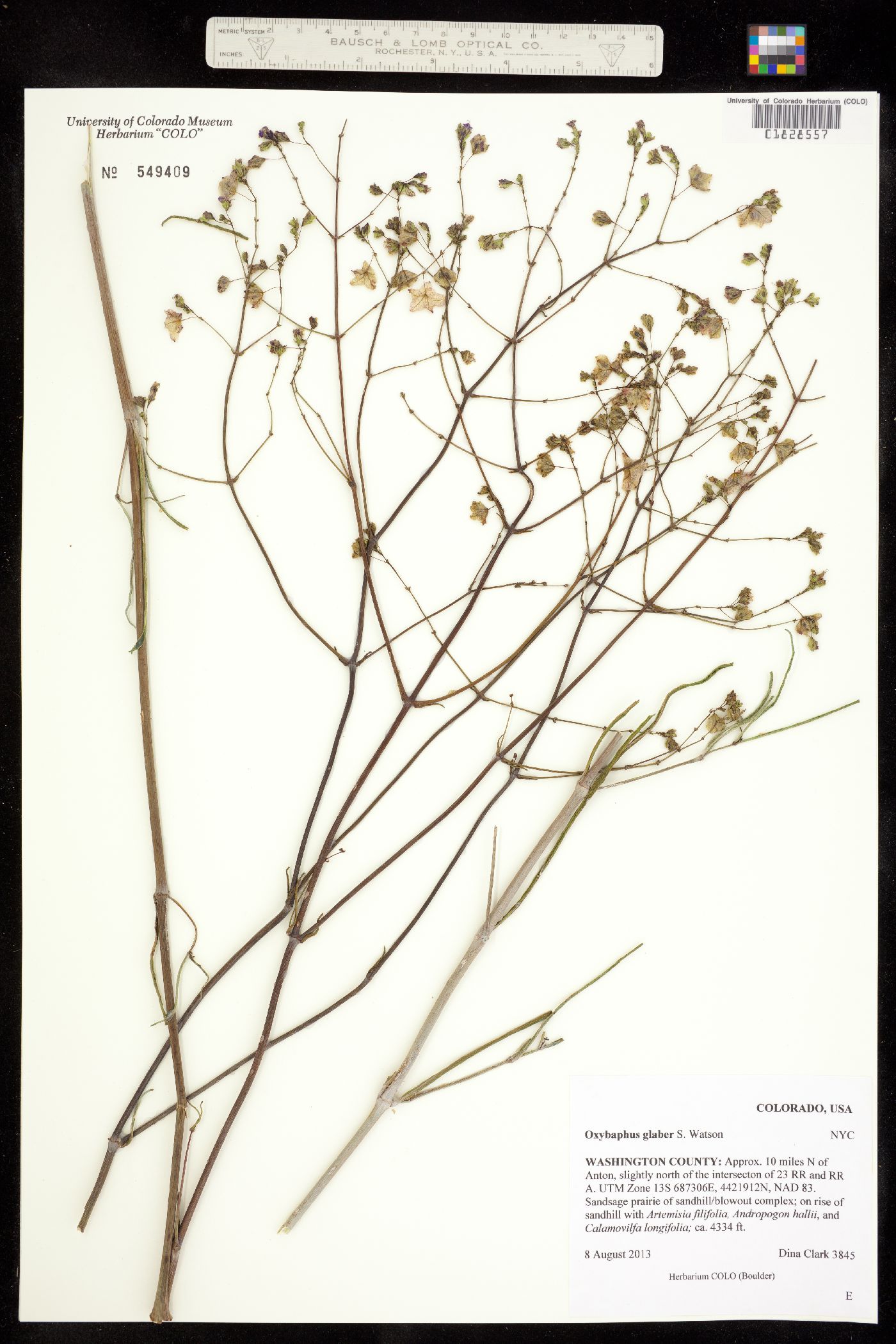 Mirabilis glabra image