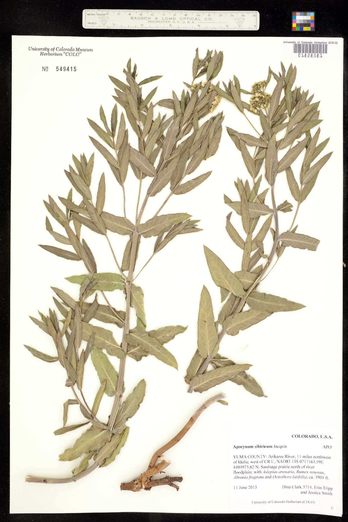 Apocynum cannabinum image