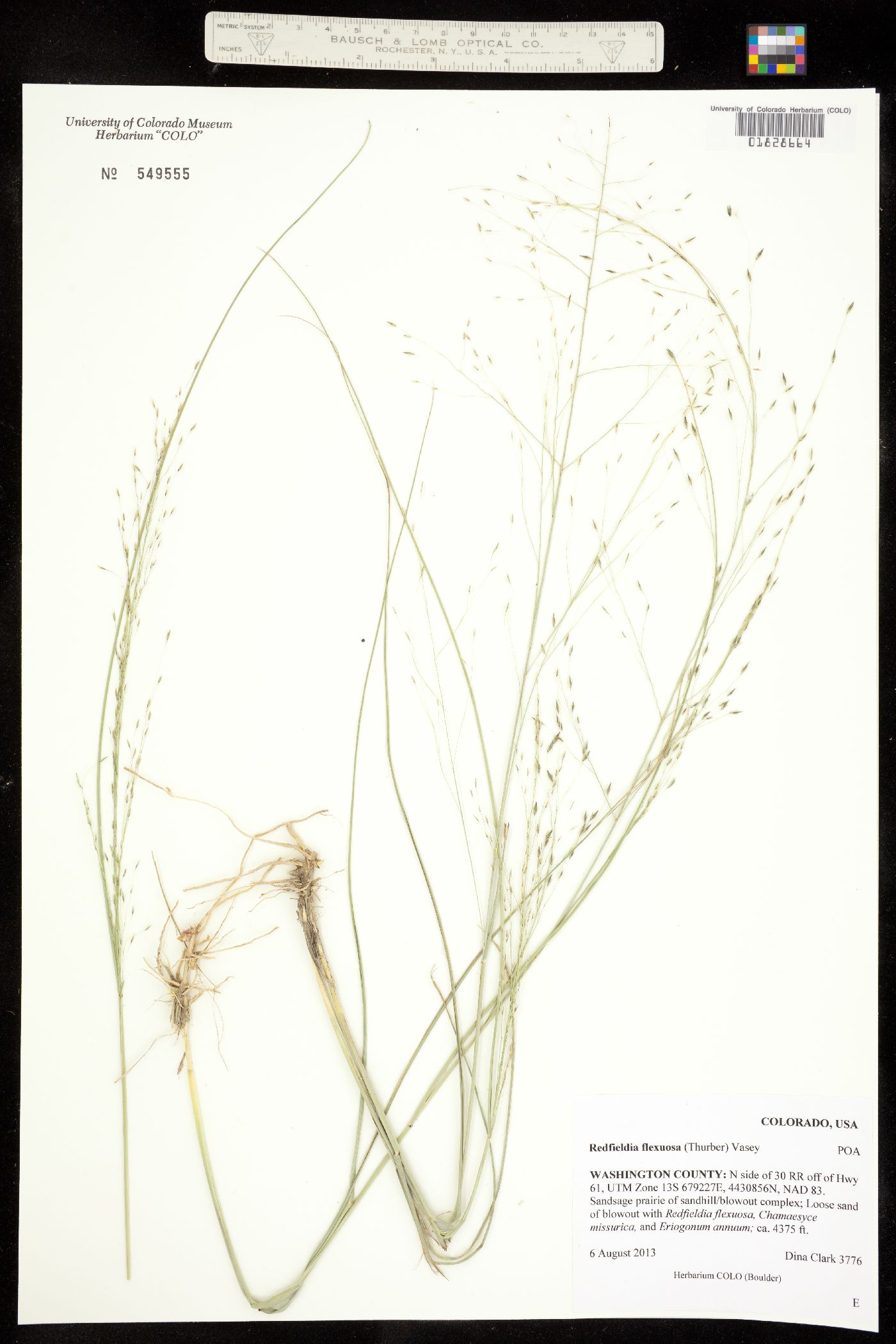 Muhlenbergia multiflora image
