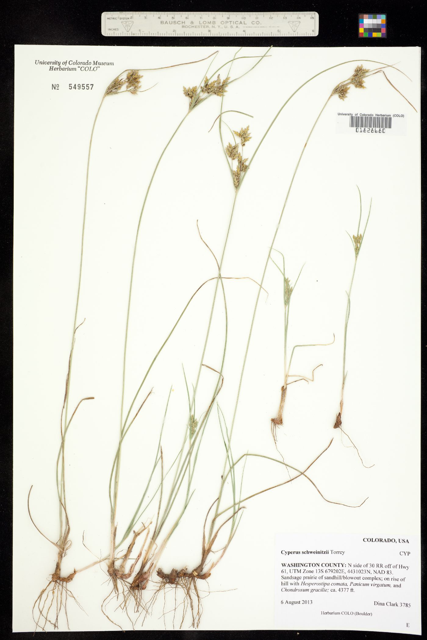 Cyperus schweinitzii image