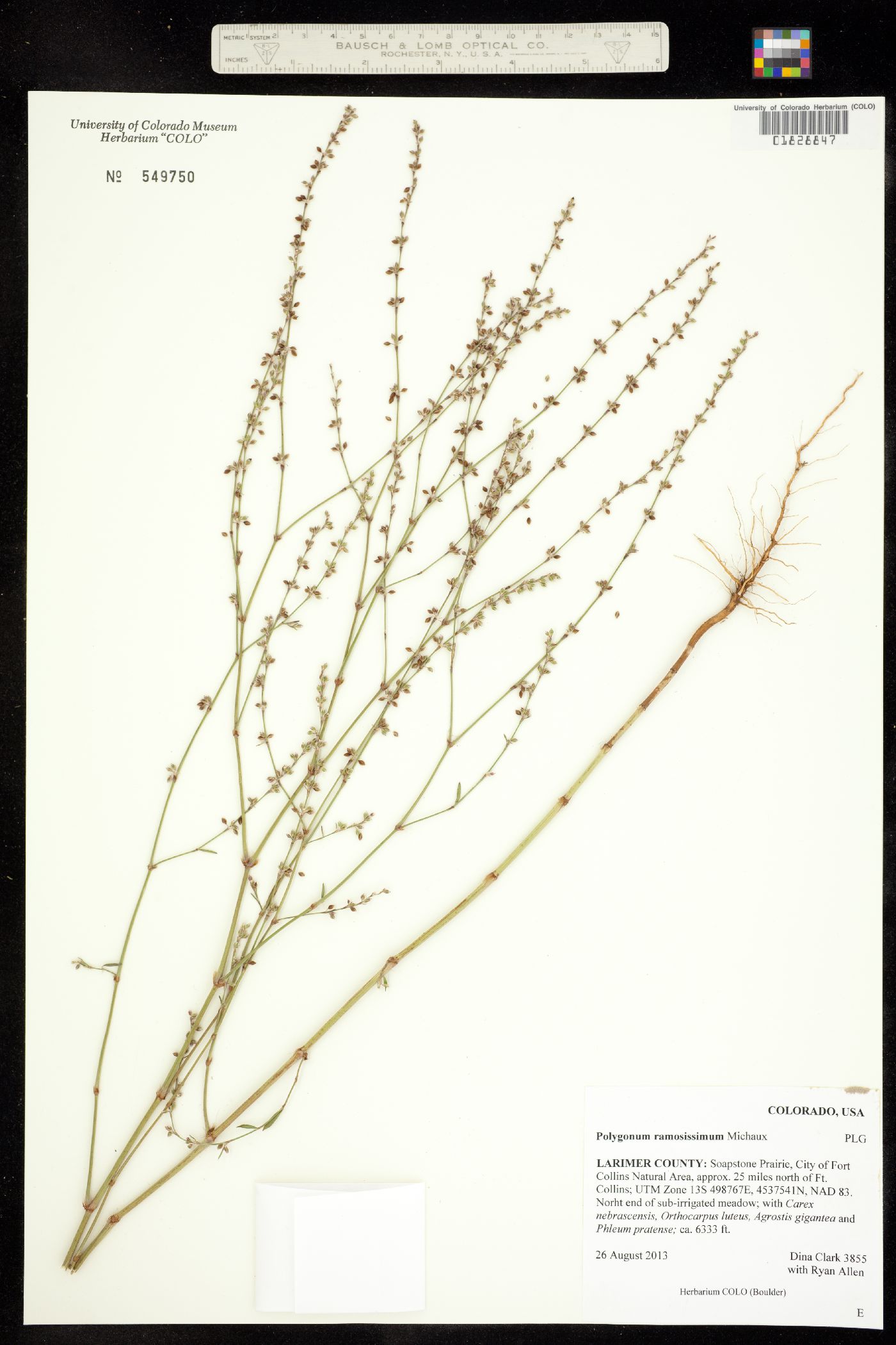 Polygonum ramosissimum image