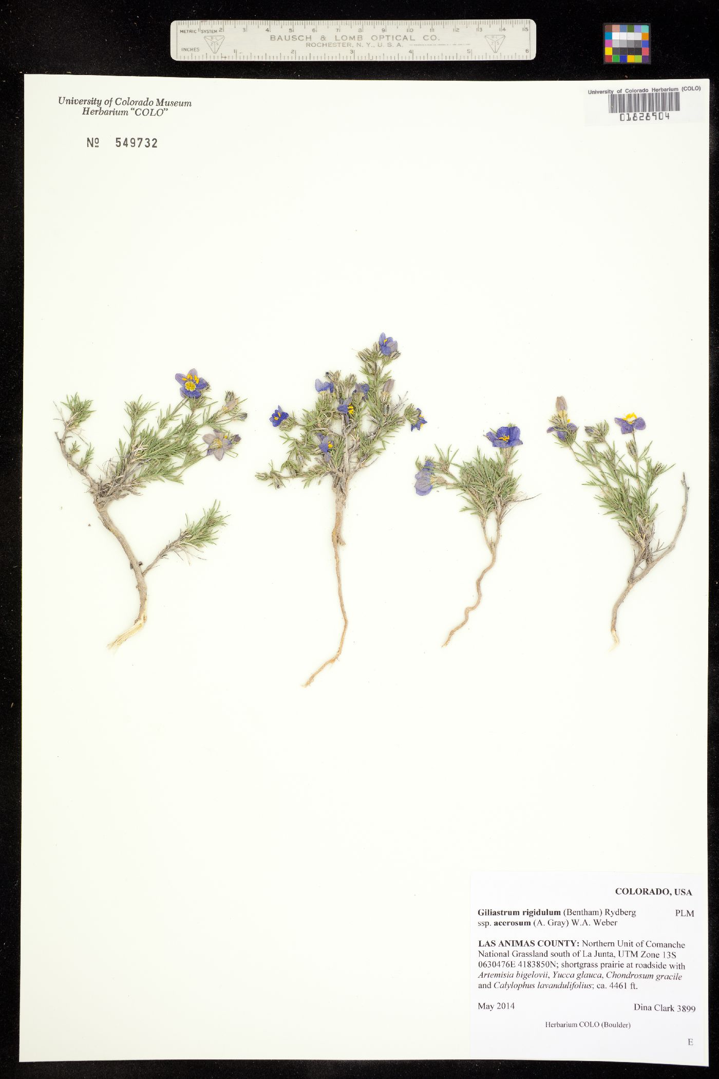 Giliastrum acerosum image