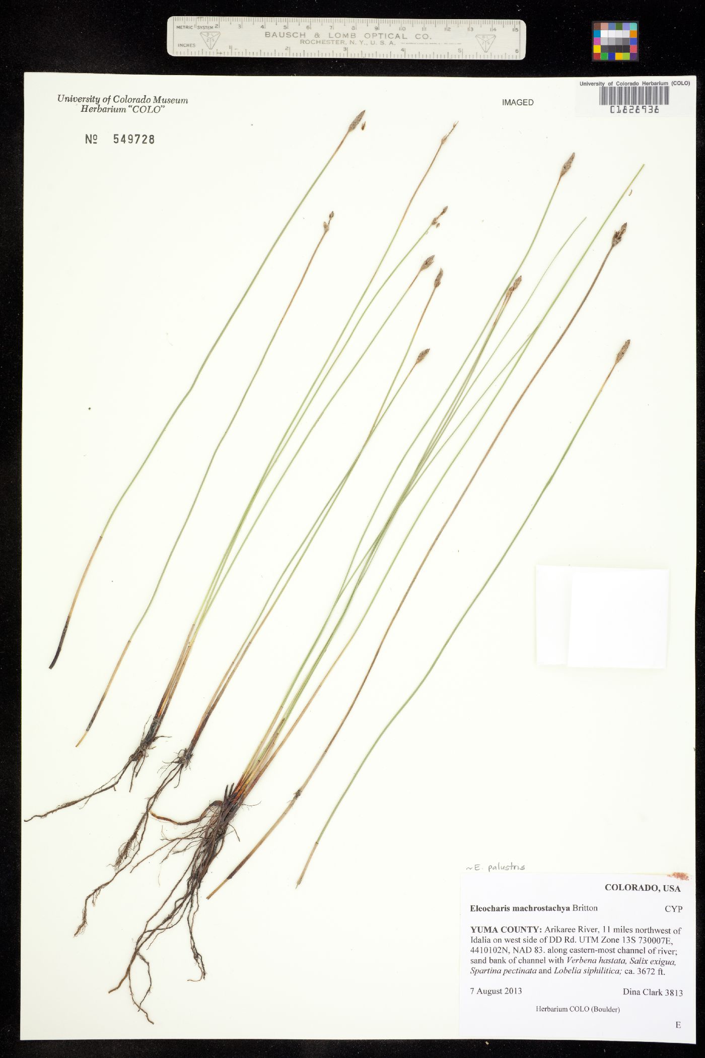 Eleocharis palustris image