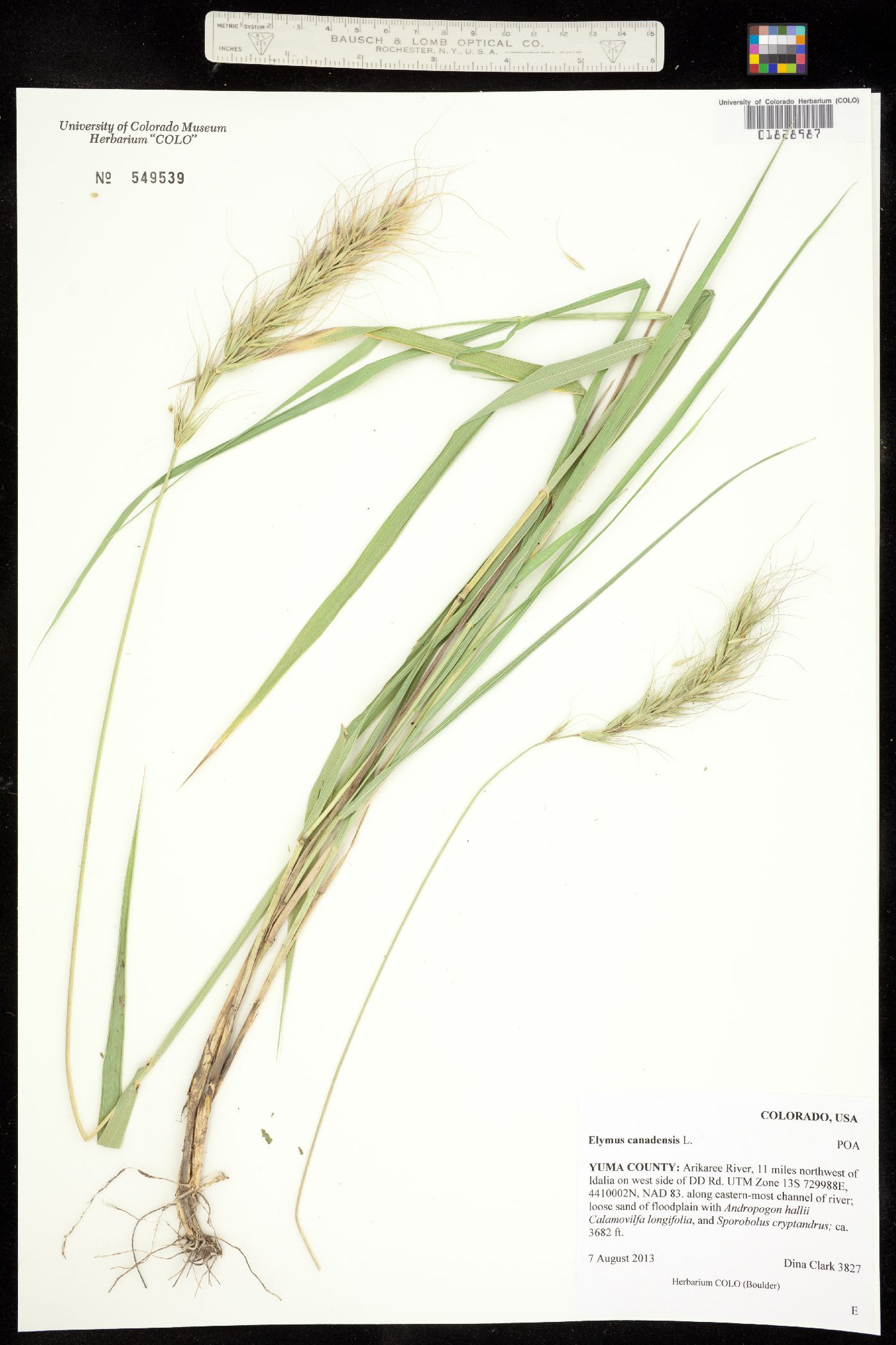 Elymus canadensis image