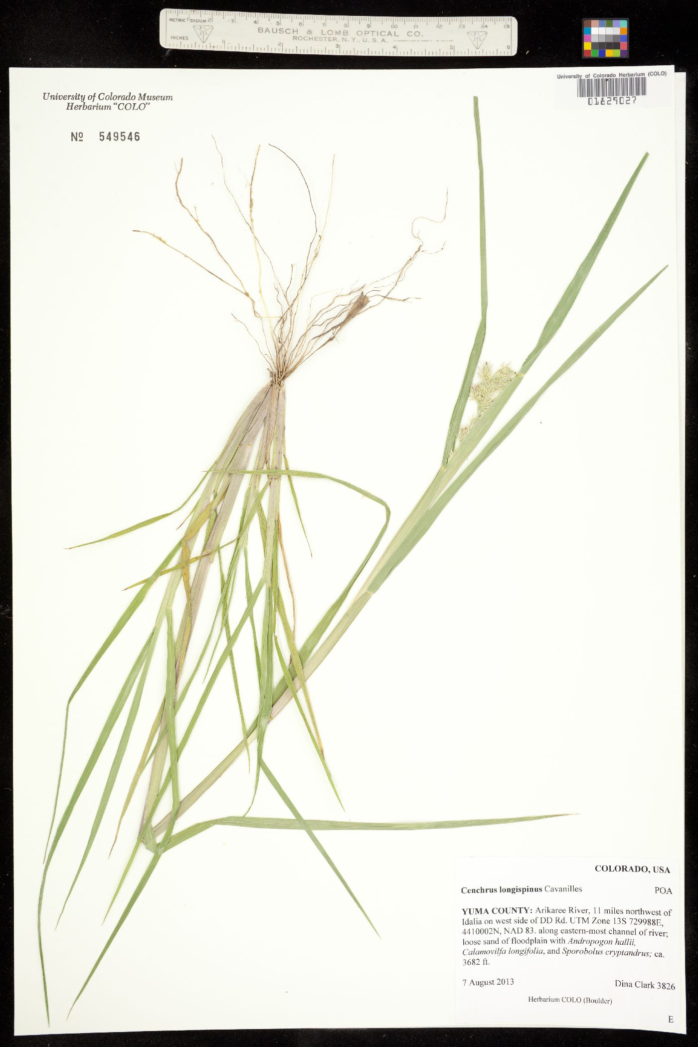 Cenchrus longispinus image