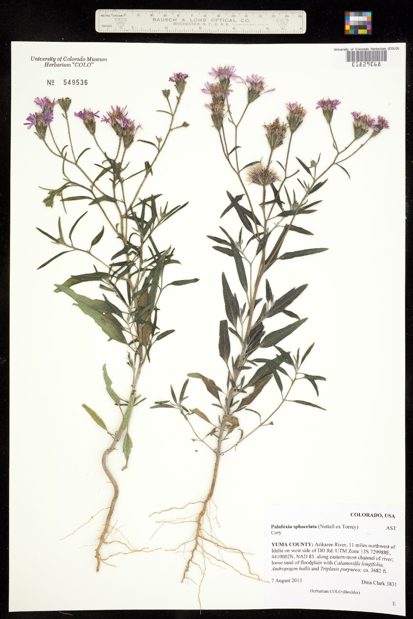 Palafoxia sphacelata image