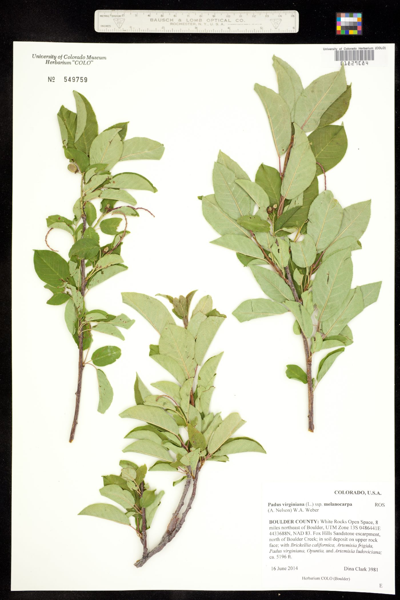 Prunus virginiana var. demissa image