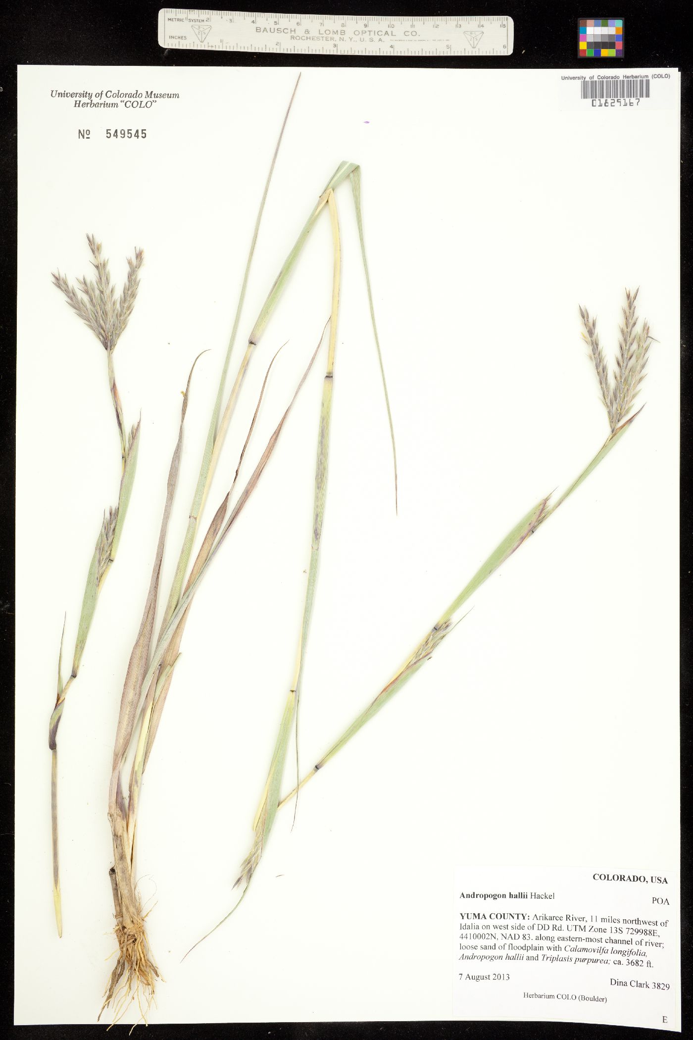 Andropogon gerardii image