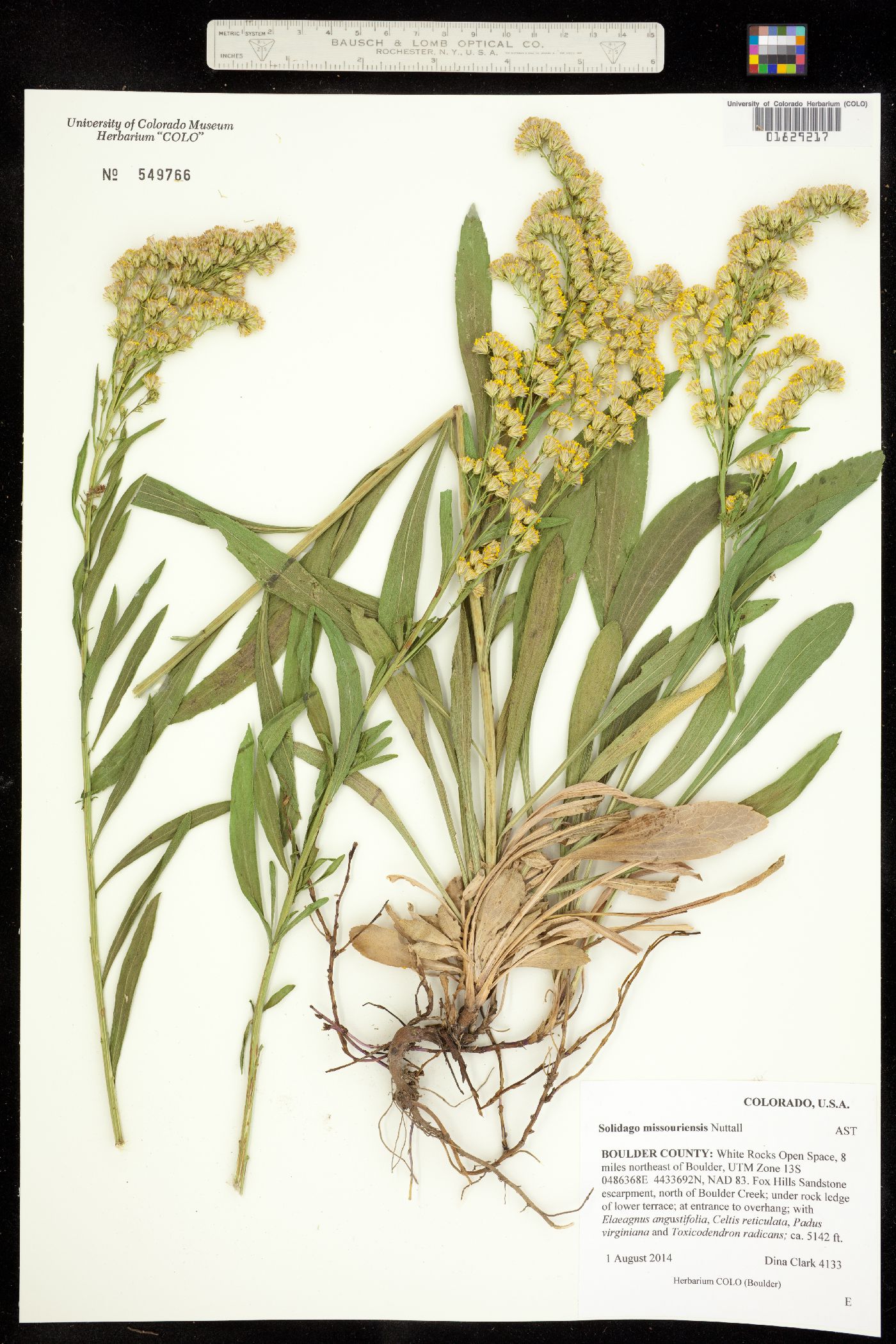 Solidago missouriensis image