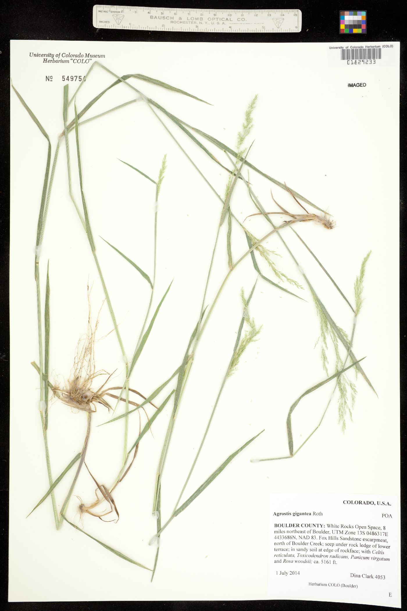 Agrostis gigantea image