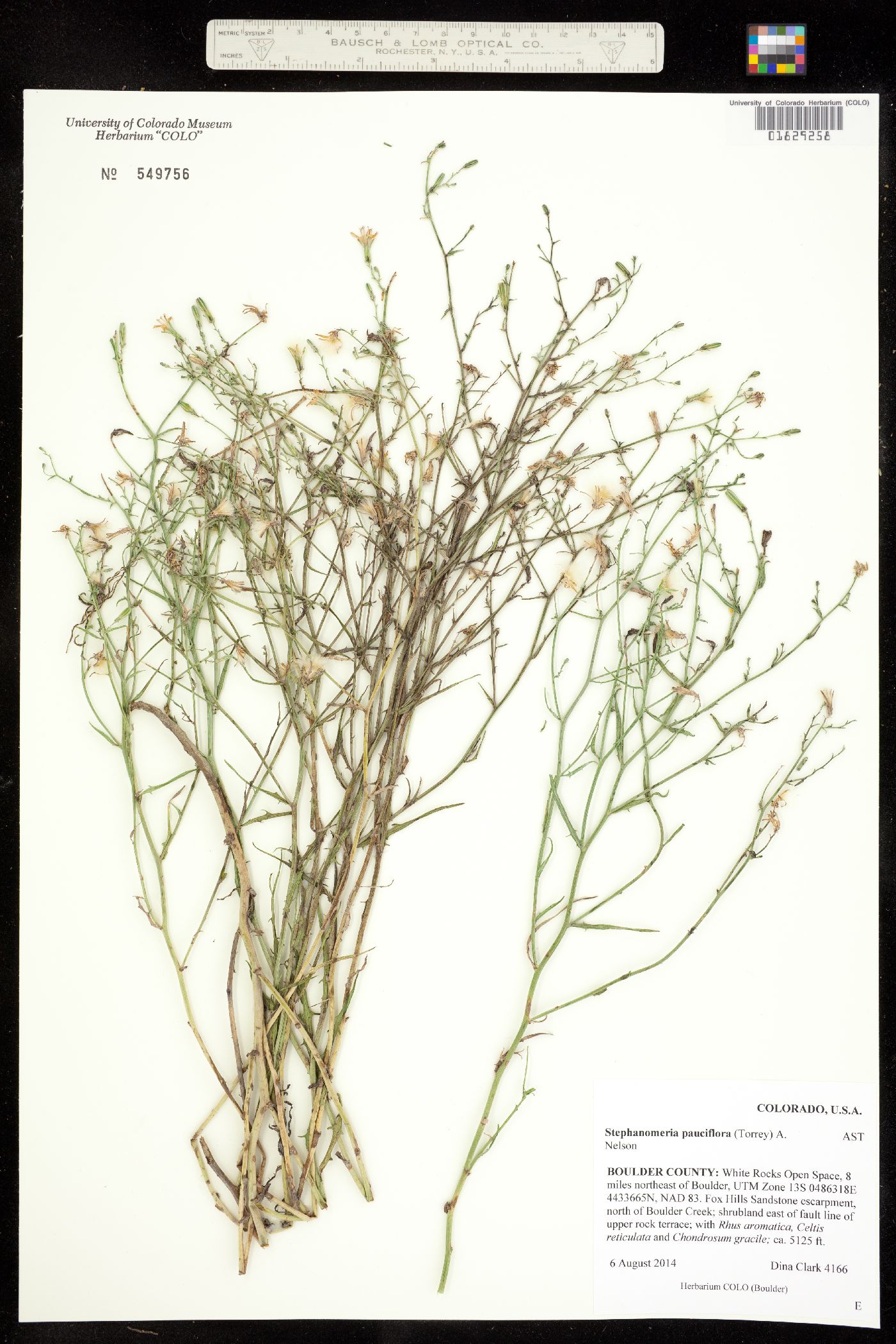 Stephanomeria pauciflora image