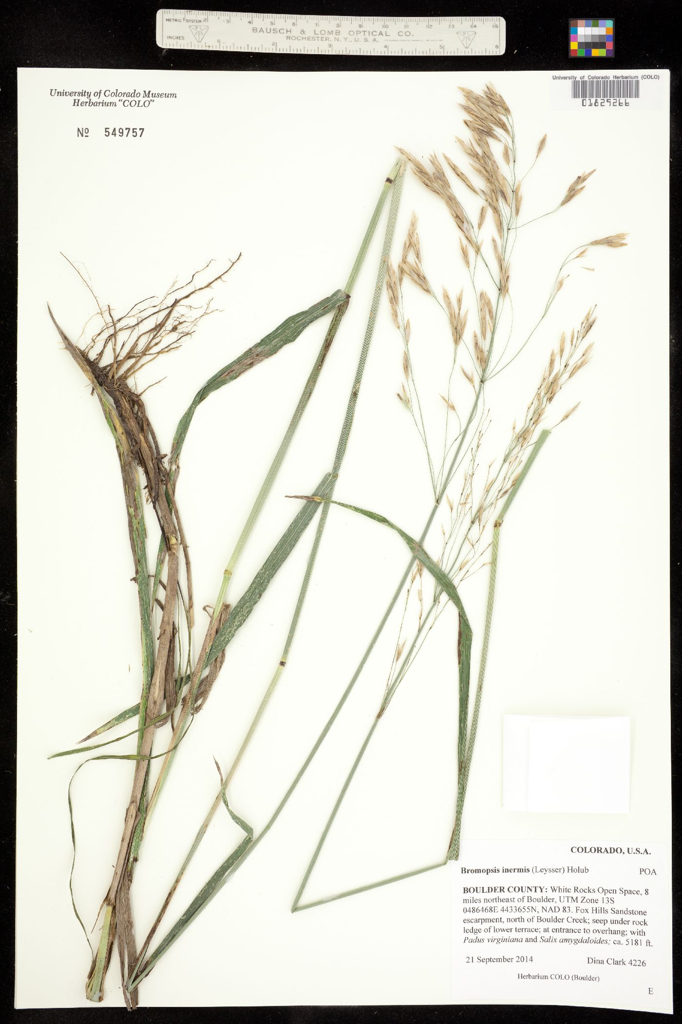 Bromus inermis image