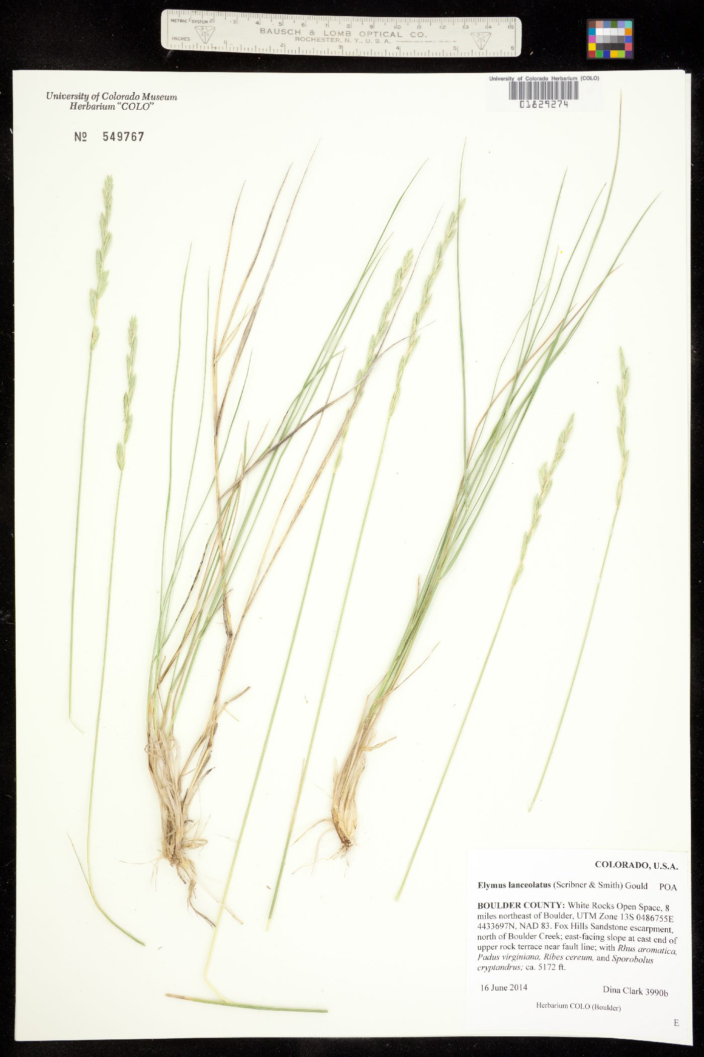 Elymus lanceolatus image