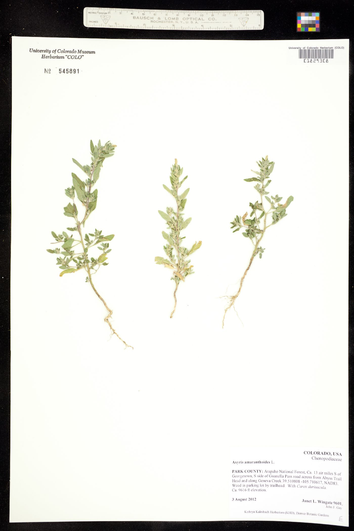 Axyris amaranthoides image