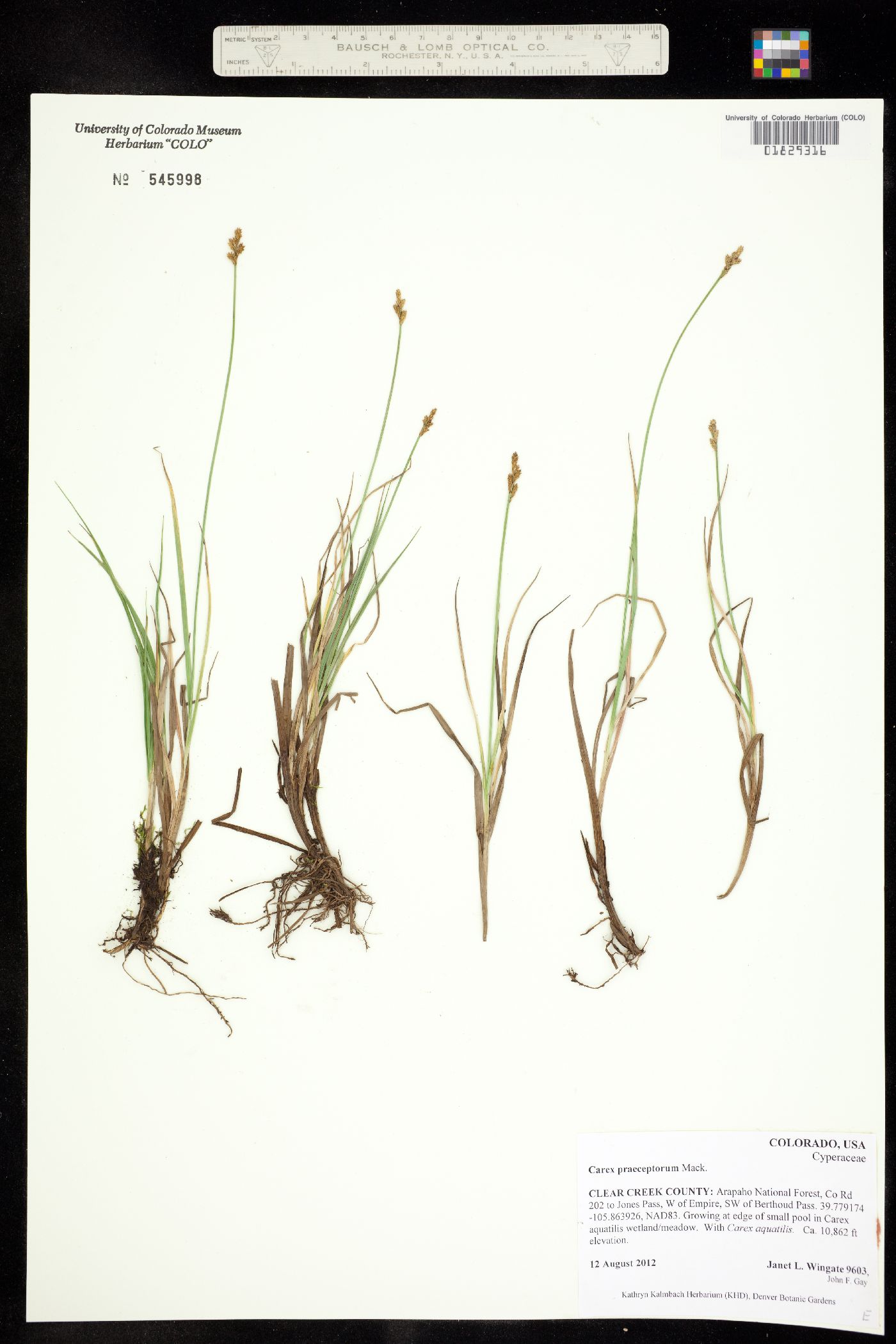 Carex praeceptorum image