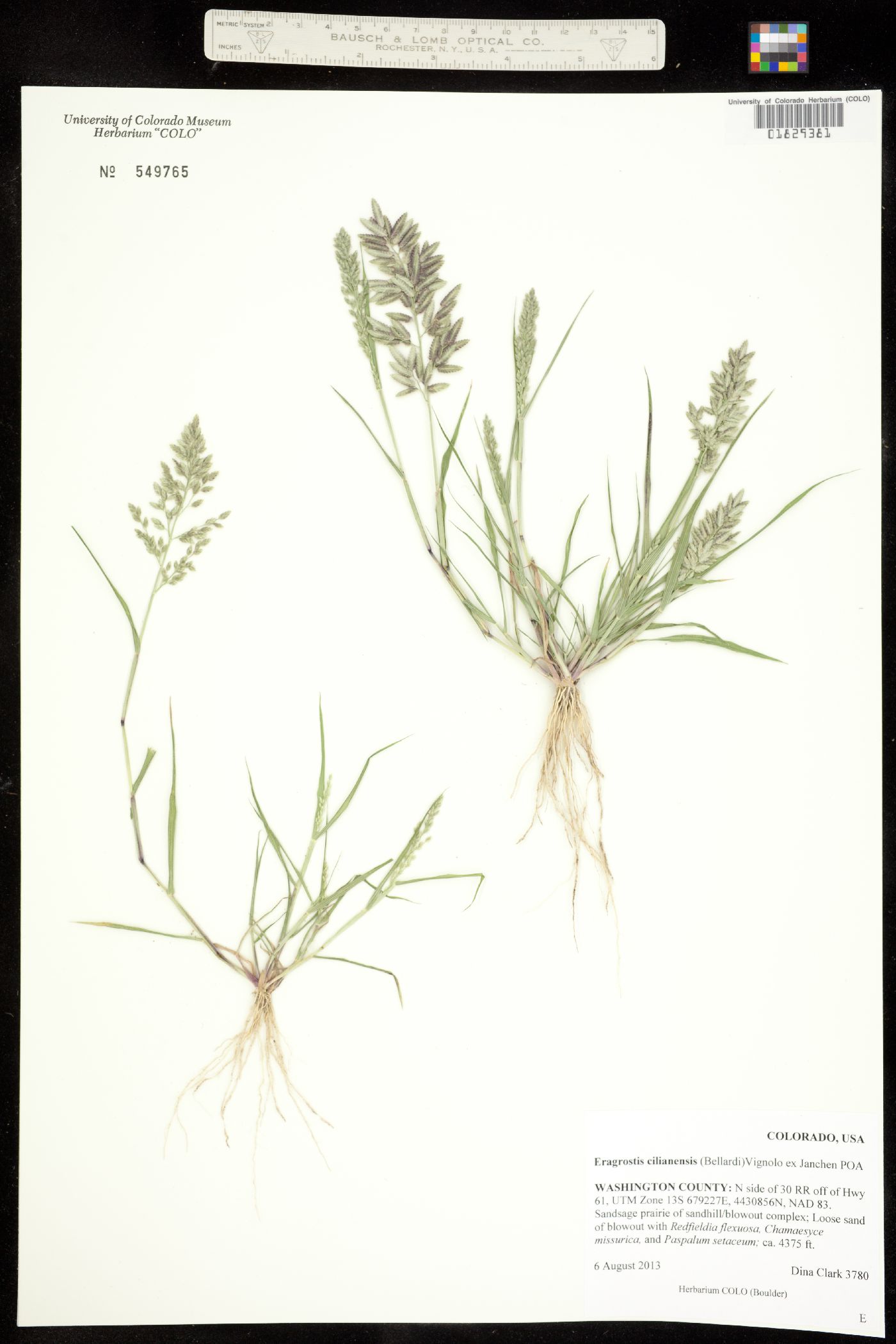 Eragrostis cilianensis image