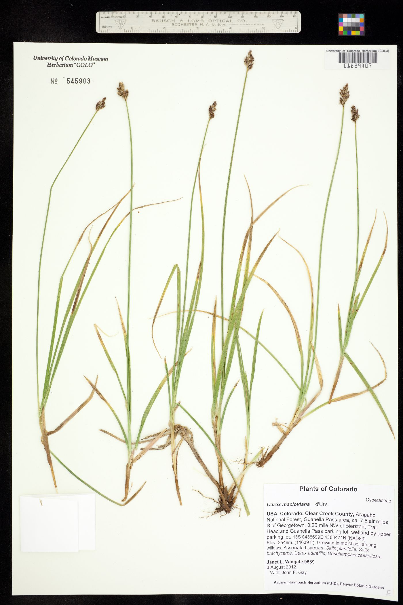 Carex macloviana image
