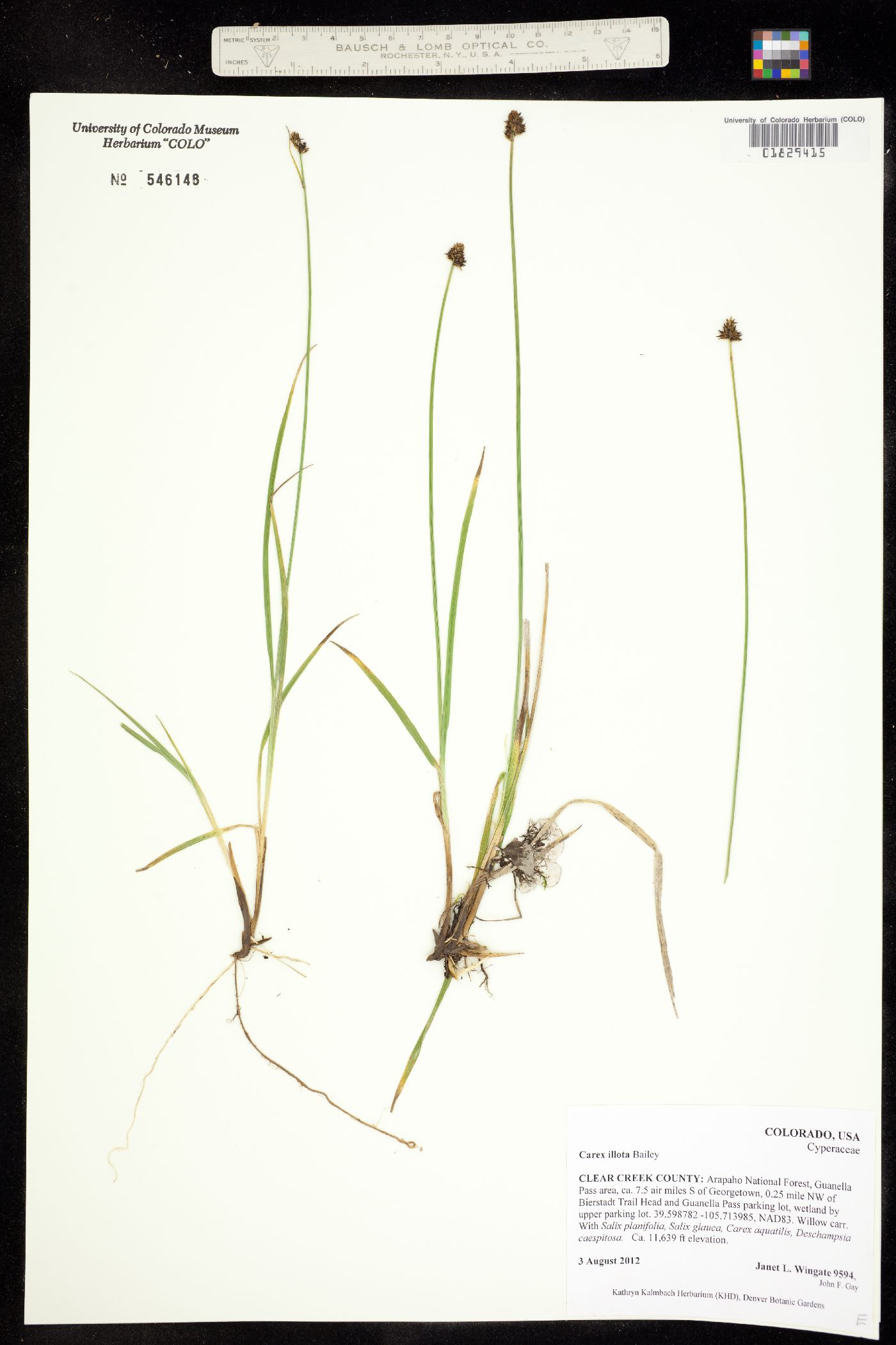 Carex illota image