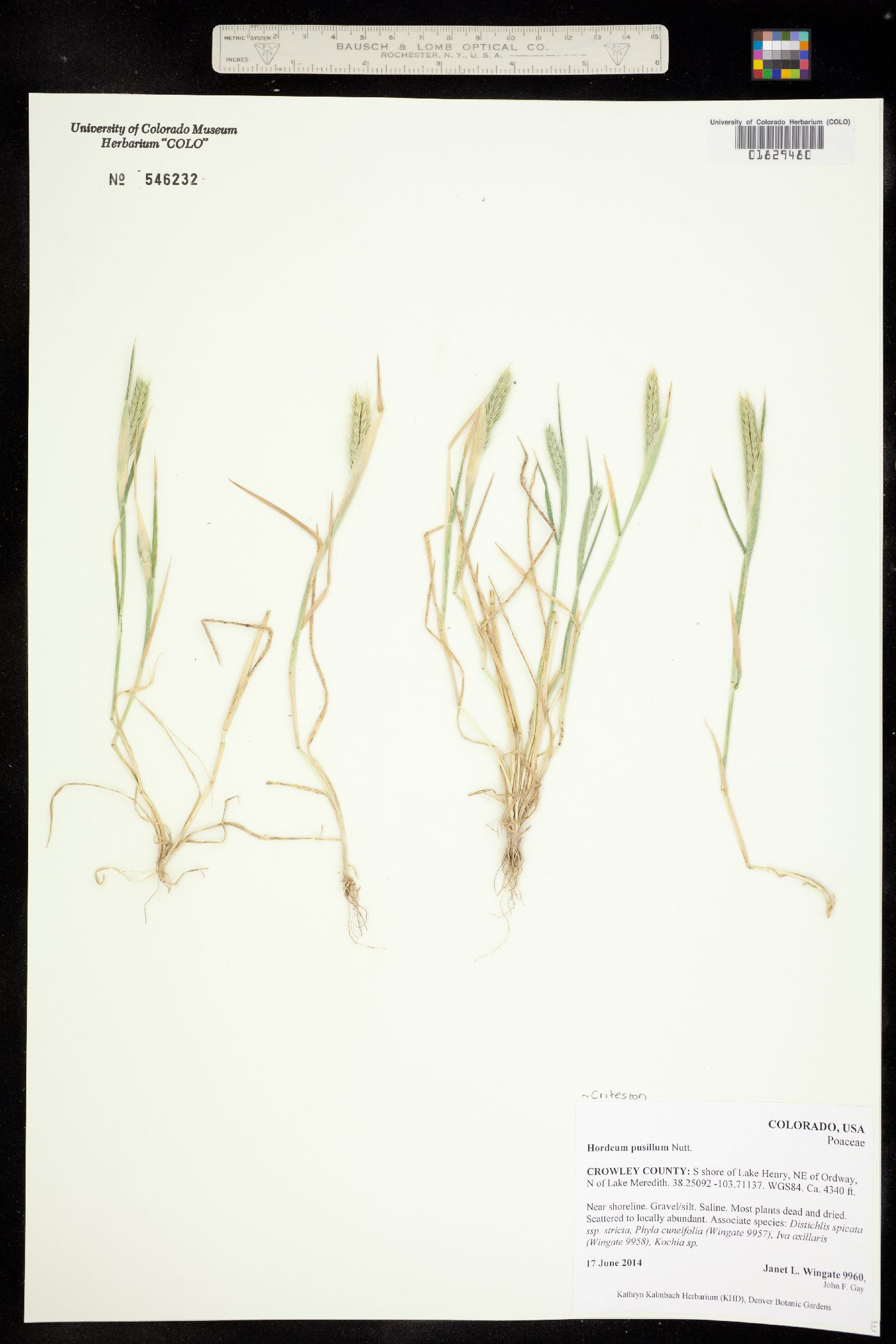 Hordeum pusillum image