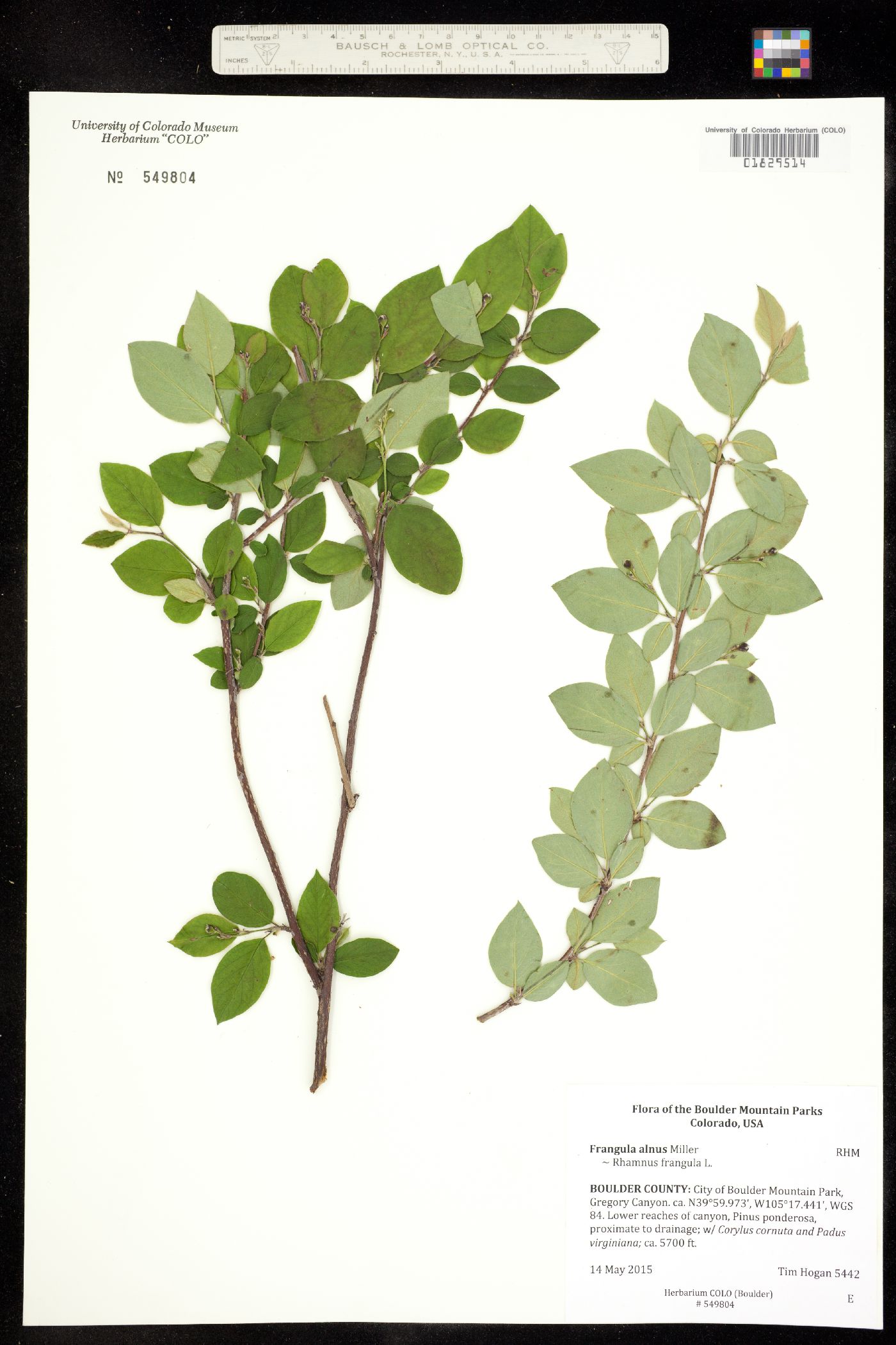 Rhamnus frangula image