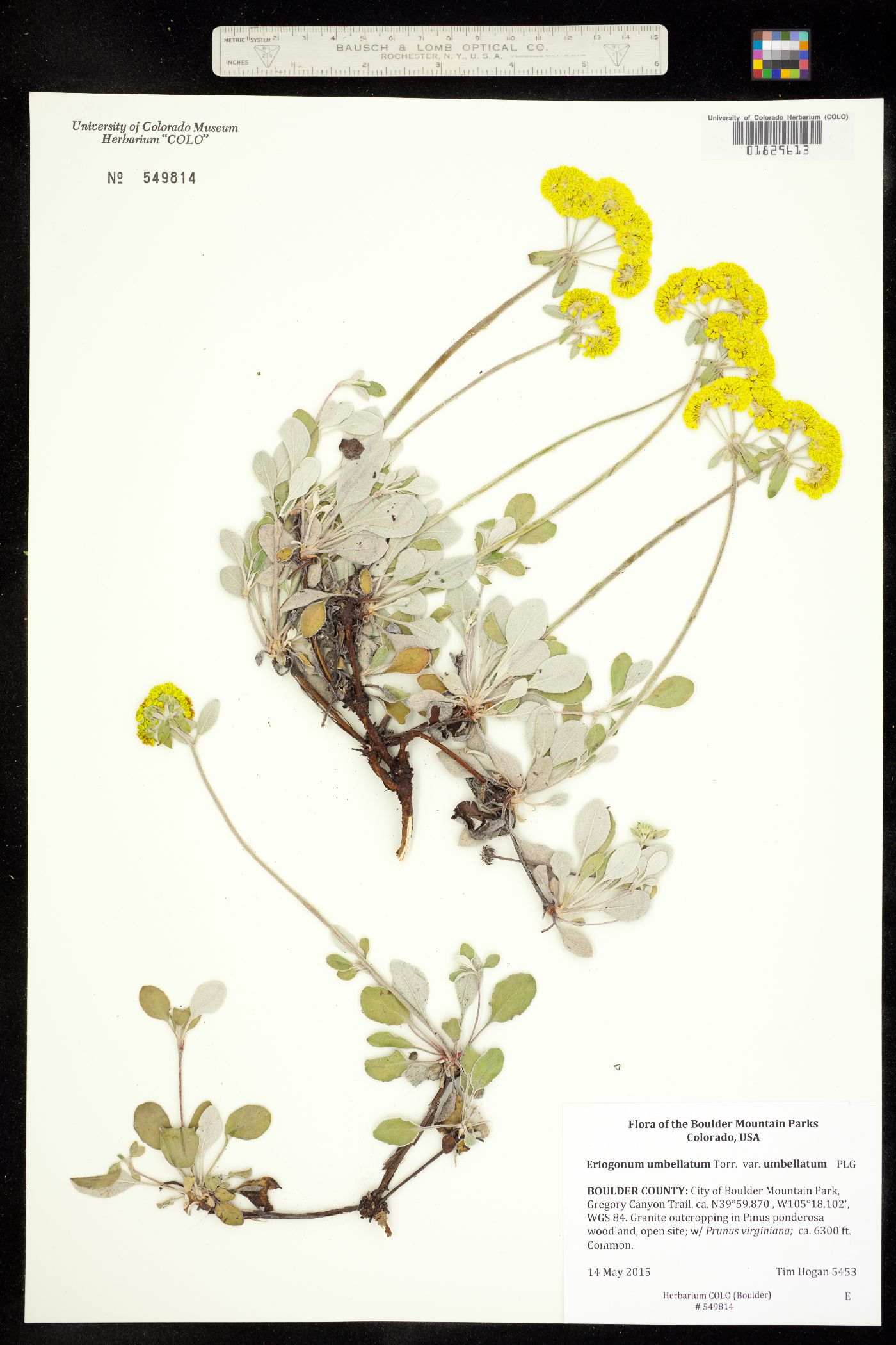 Eriogonum umbellatum var. umbellatum image